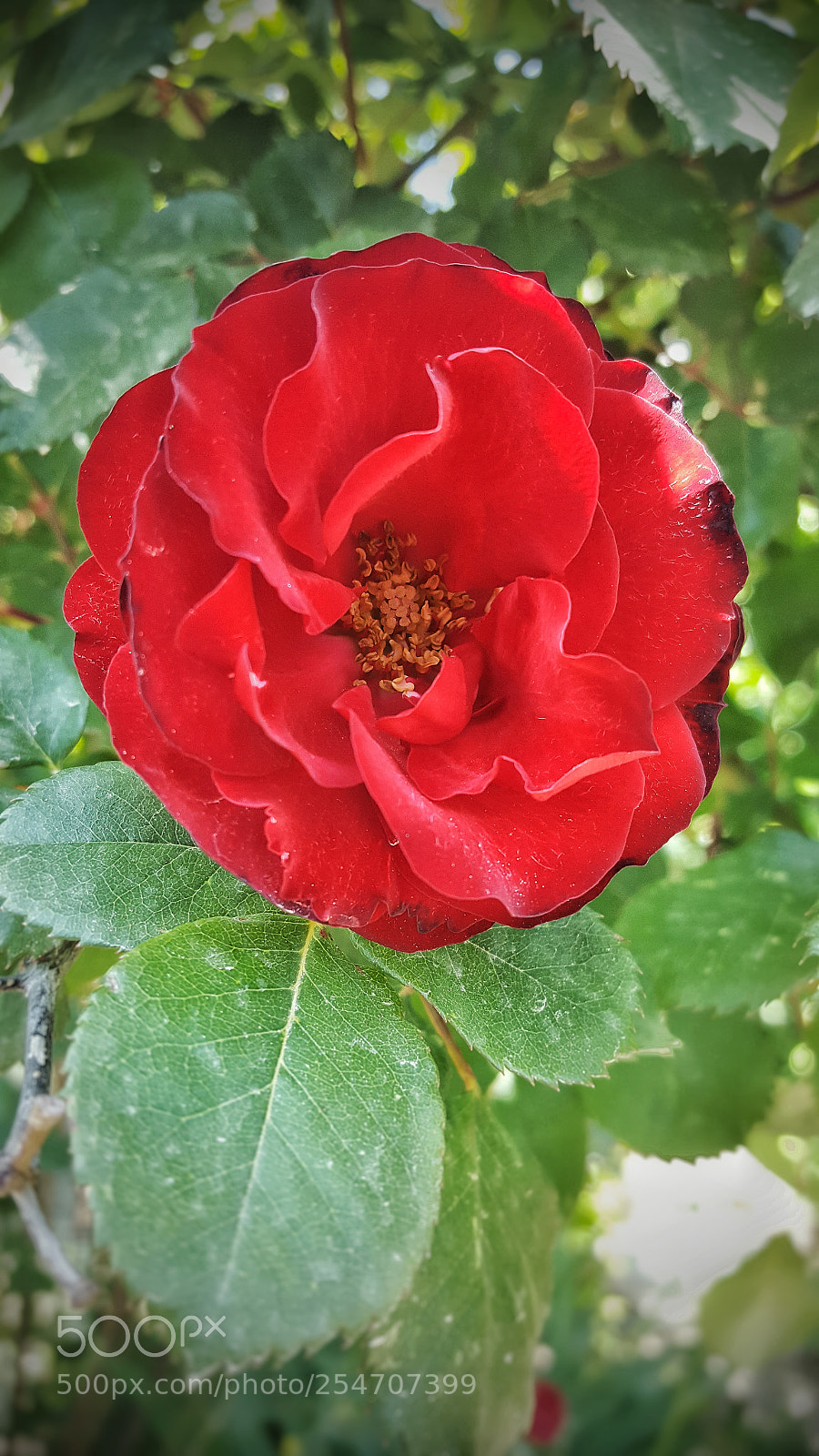 Samsung Galaxy S6 sample photo. Red rose photography