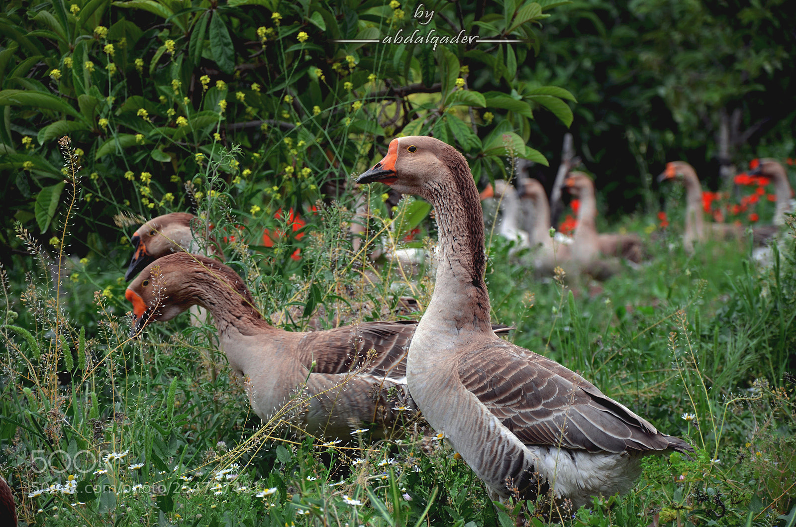 Nikon D7000 sample photo. Bend only to god photography