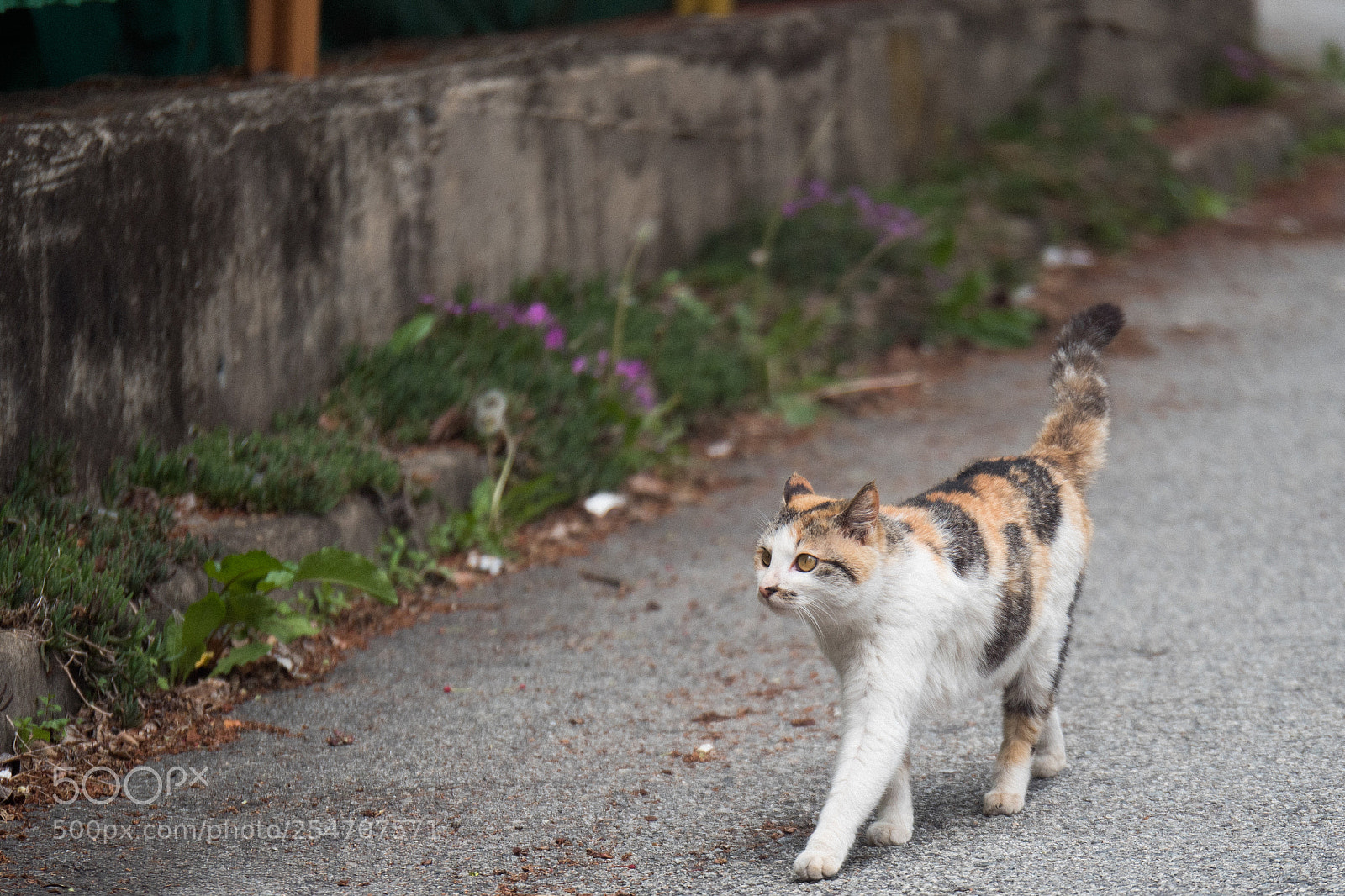 Panasonic Lumix DC-G9 sample photo. 거리를 노니는 길고양이 photography