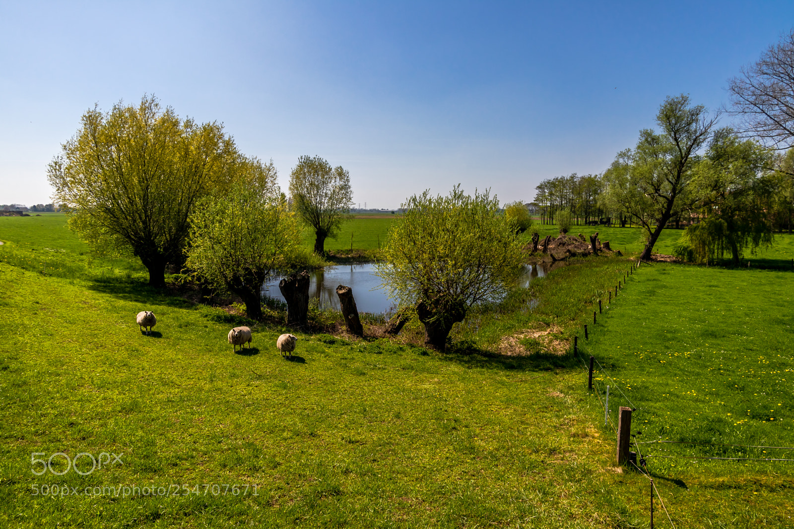 Canon EOS 80D sample photo. Sheep at a pool photography