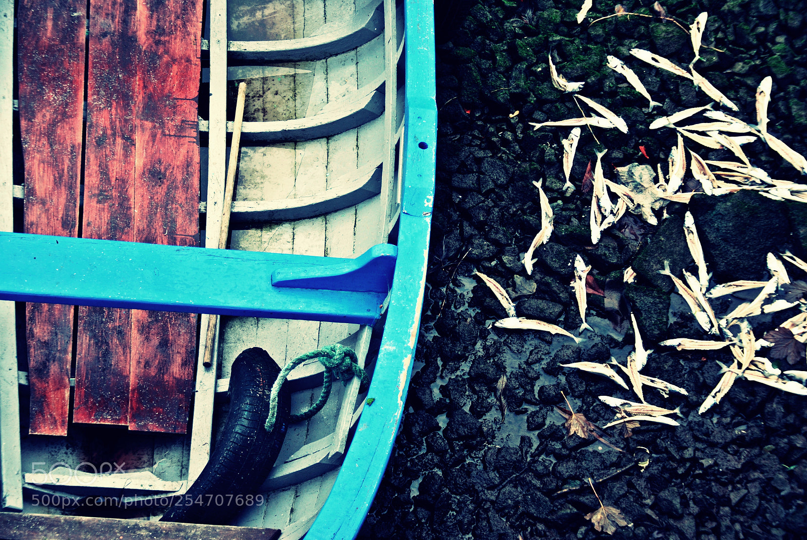 Nikon D60 sample photo. Untitled photography