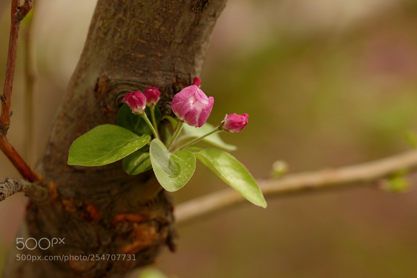 Leica SL (Typ 601) sample photo. Untitled photography