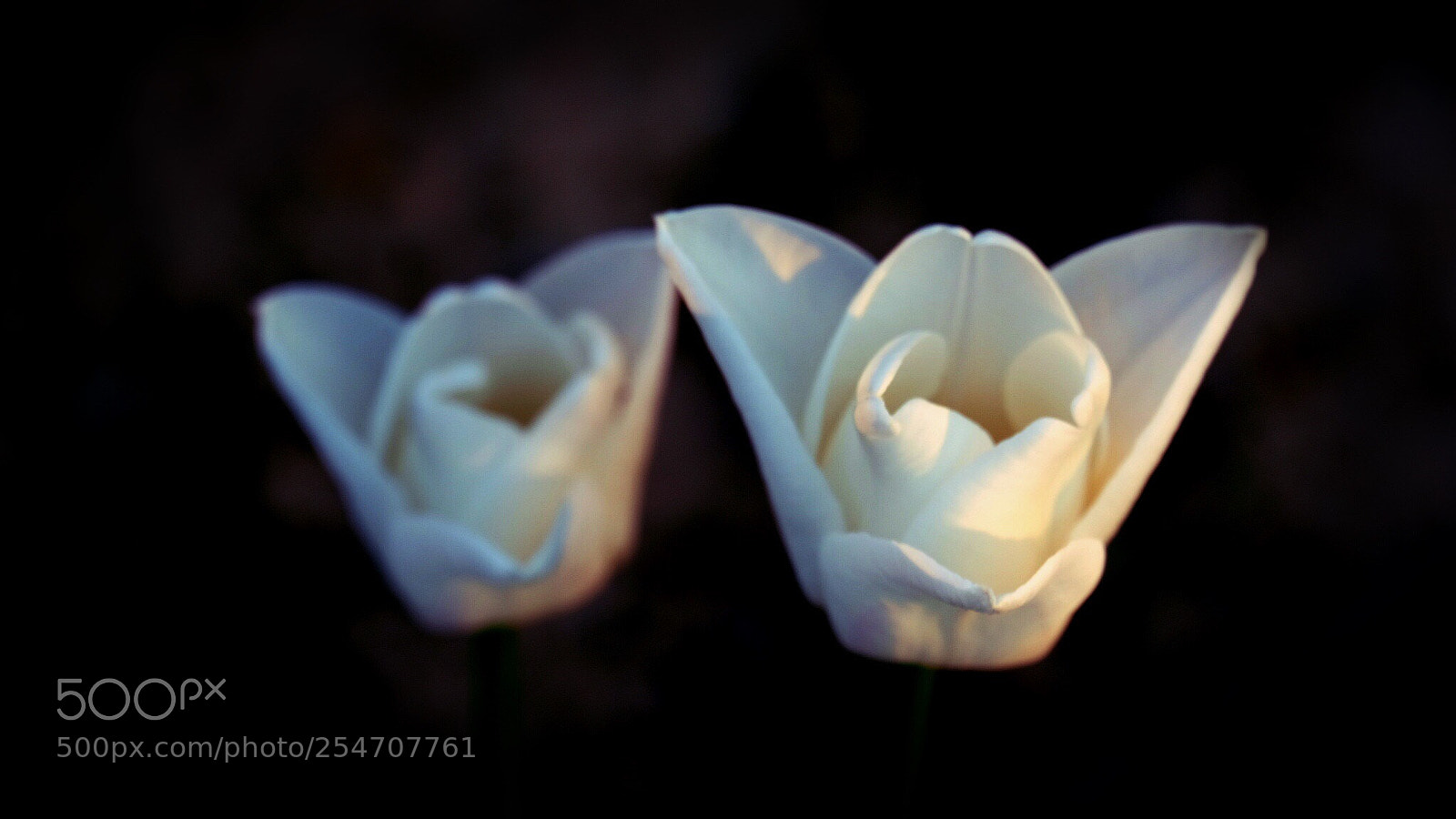 Fujifilm X-E3 sample photo. Composition with white tulips....
 photography