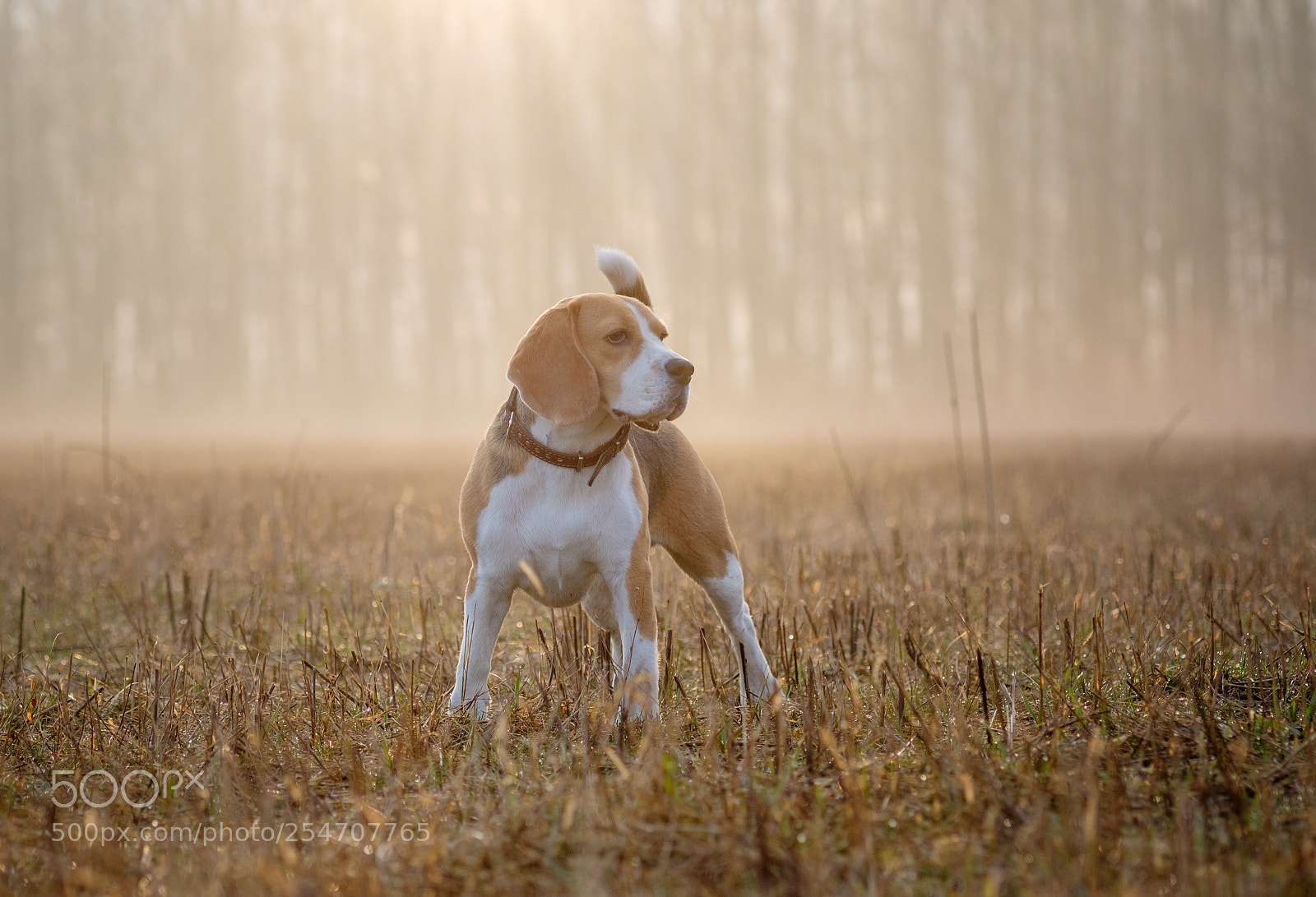 Fujifilm X-T20 sample photo. Beagle dog on a photography