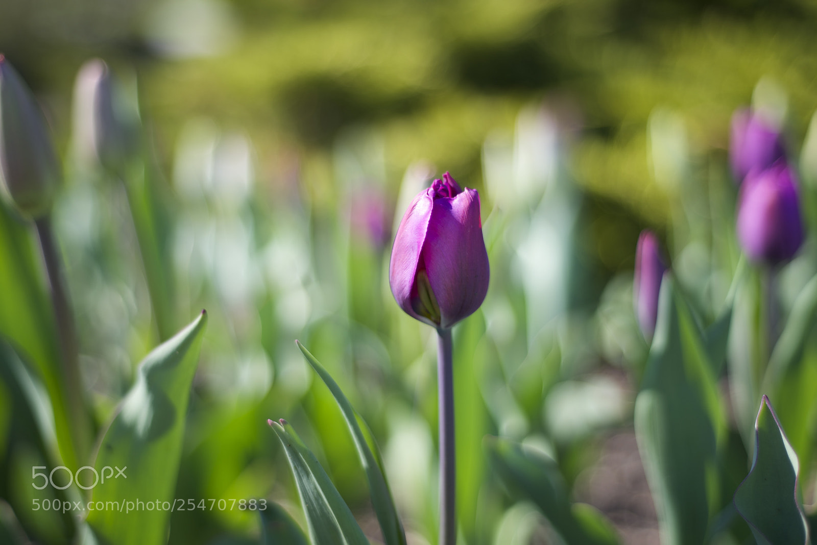 Nikon D600 sample photo. Pink tulip photography