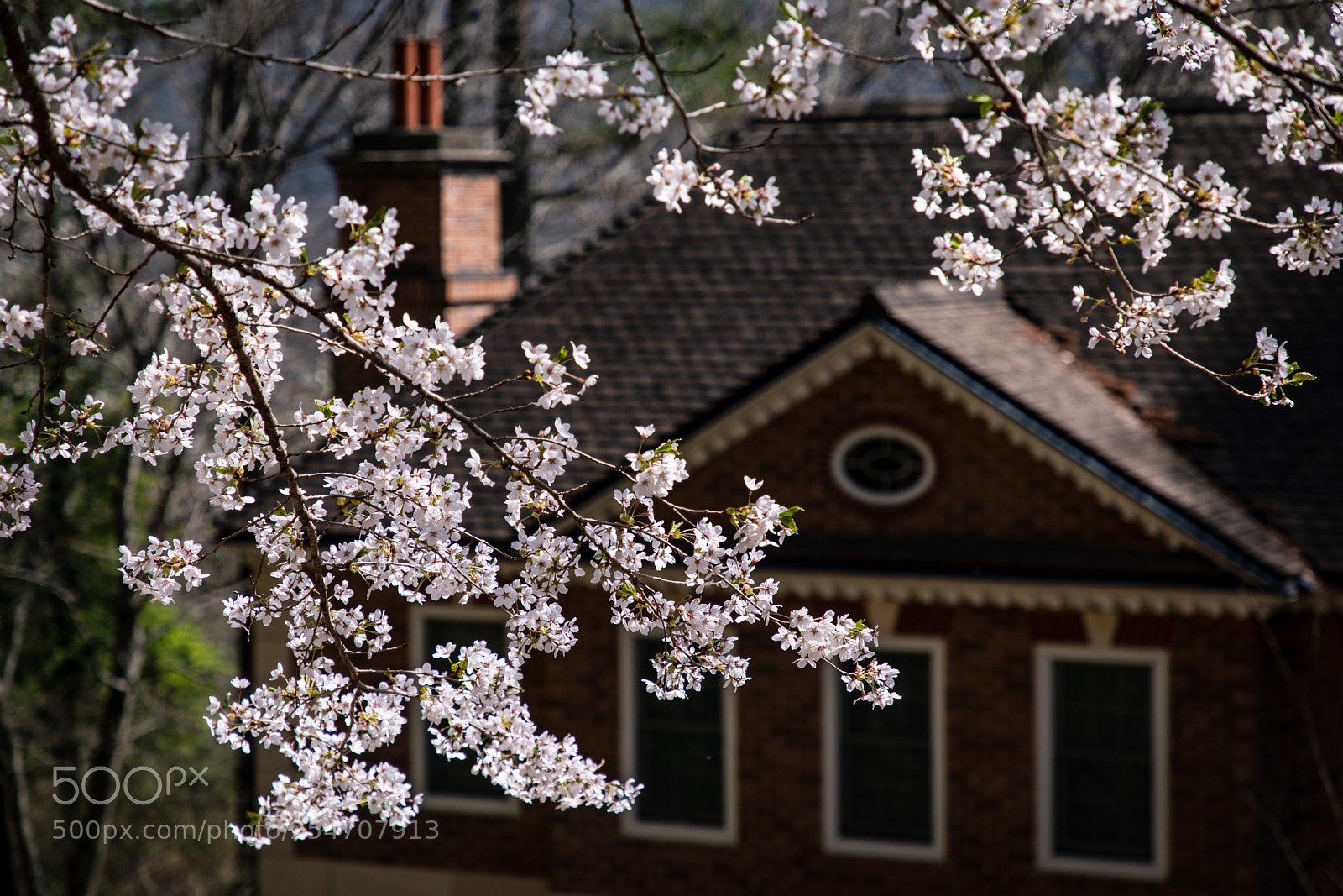 Canon EOS 5D Mark IV sample photo. Sakura and brick-house photography