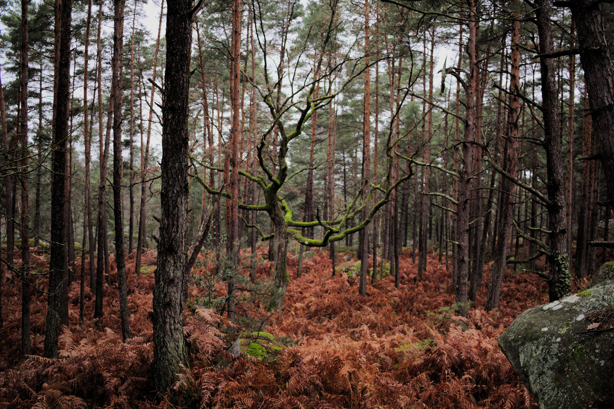 Canon EF-S 24mm F2.8 STM sample photo. 161223_fontainebleau photography