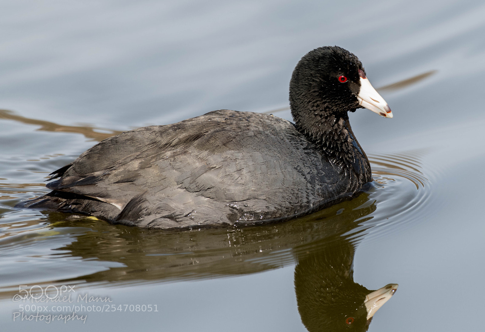Nikon D850 sample photo. American coot photography