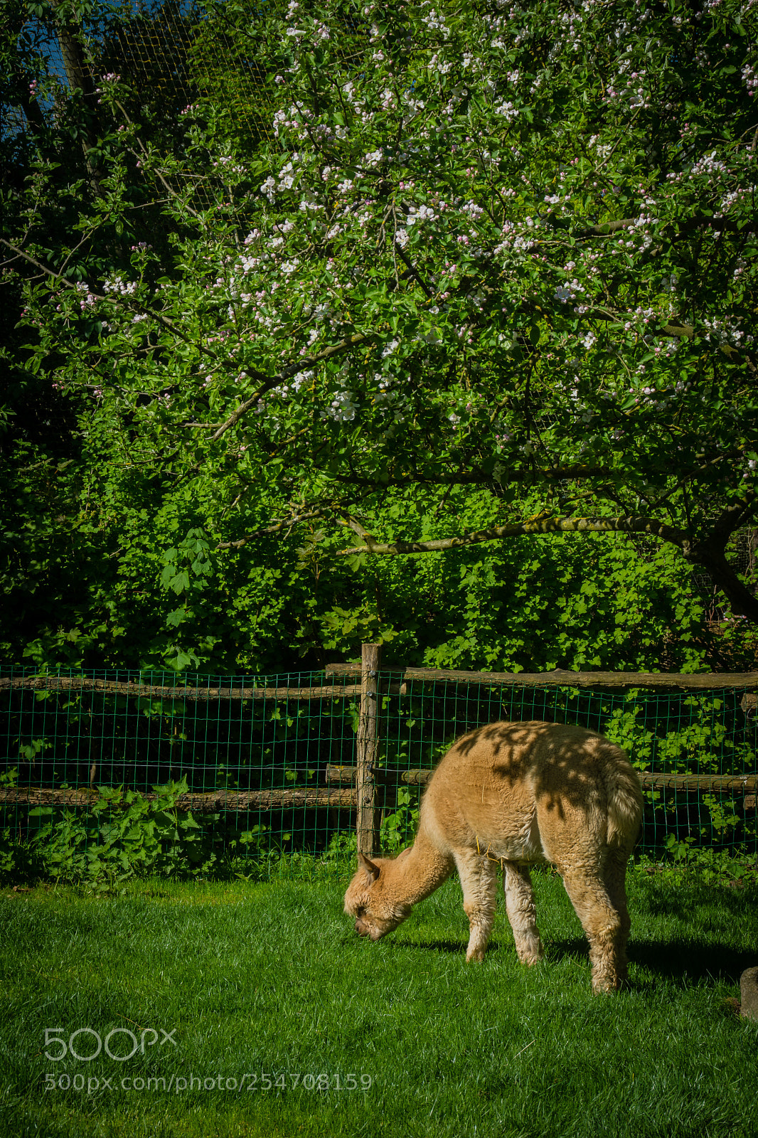 Nikon D7200 sample photo. Alpaca photography