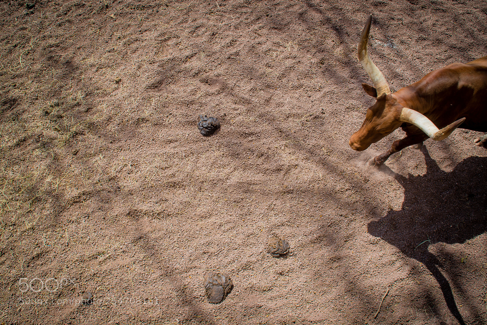 Nikon D7200 sample photo. Cow photography