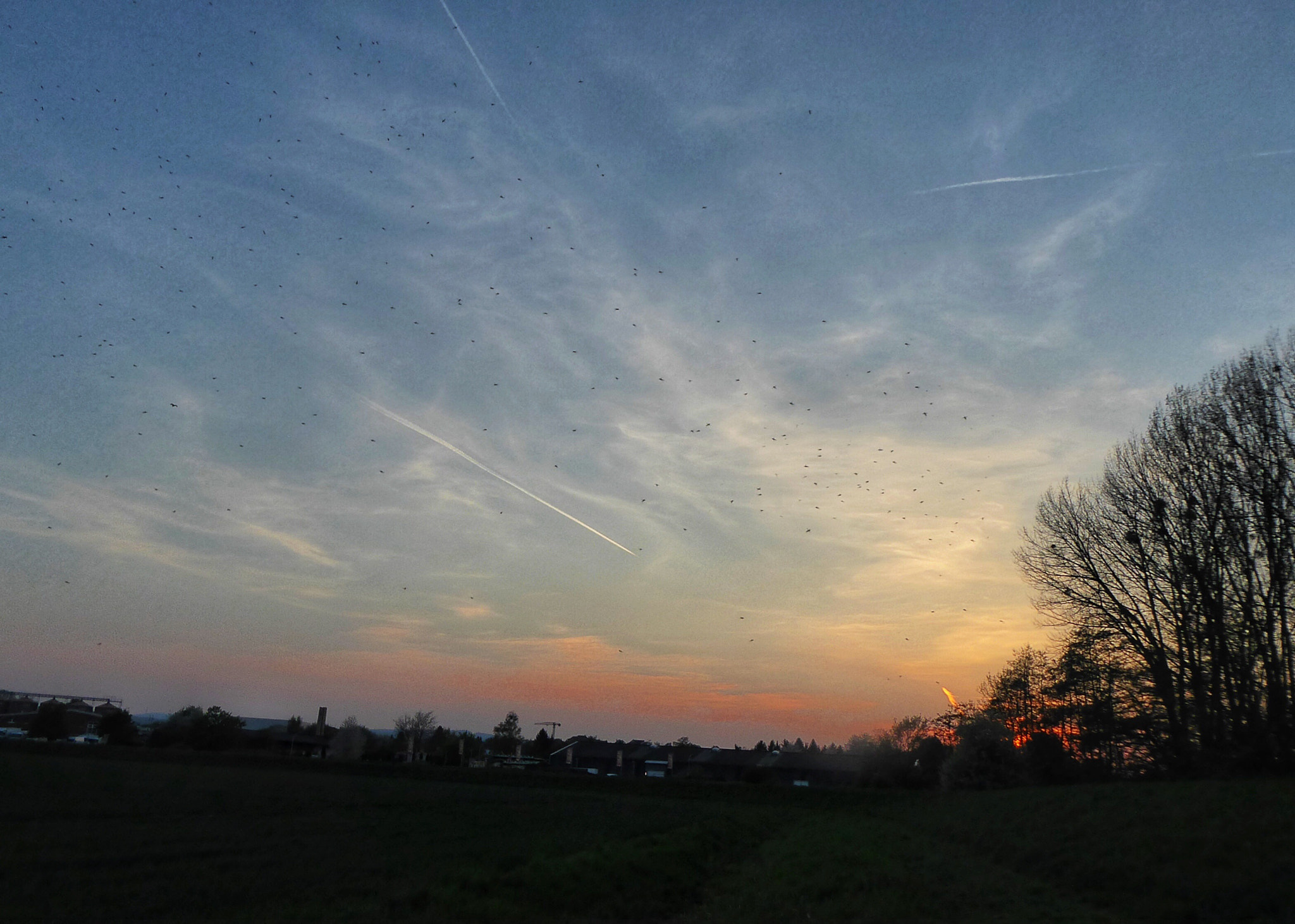 Panasonic DMC-TZ71 sample photo. Nature in the evening you can see many insects photography