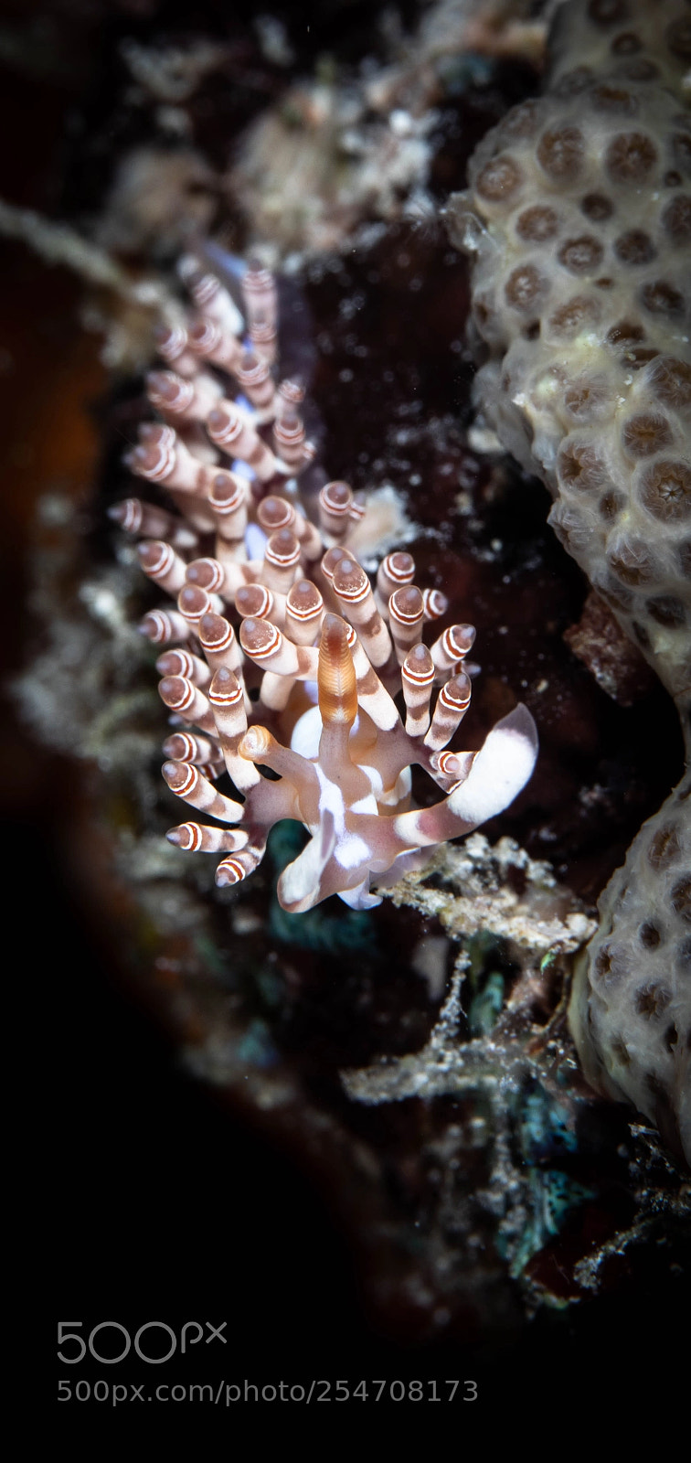 Canon EOS 5D Mark IV sample photo. Formerly flabellina bilas photography