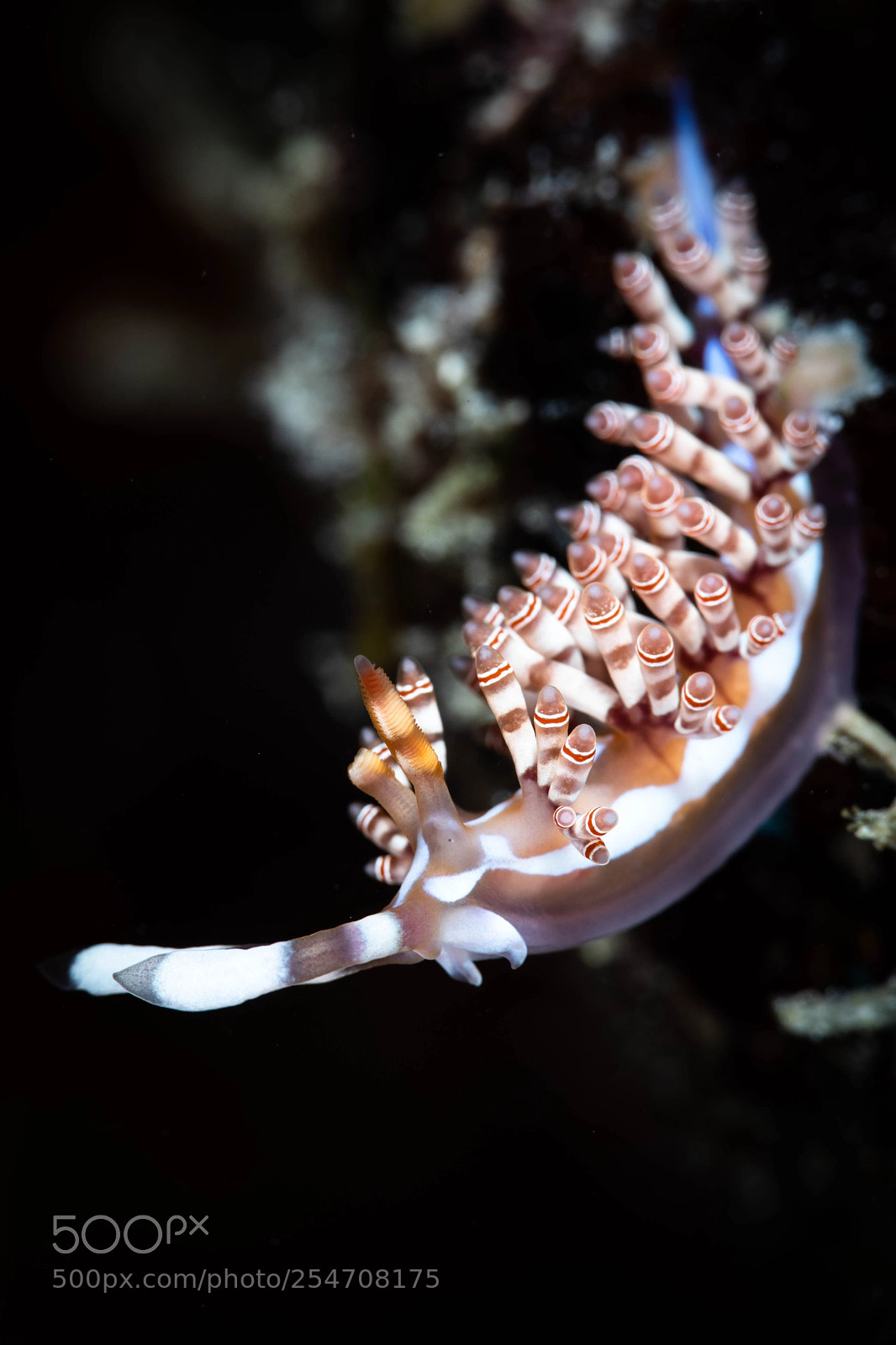Canon EOS 5D Mark IV sample photo. Formerly flabellina bilas photography