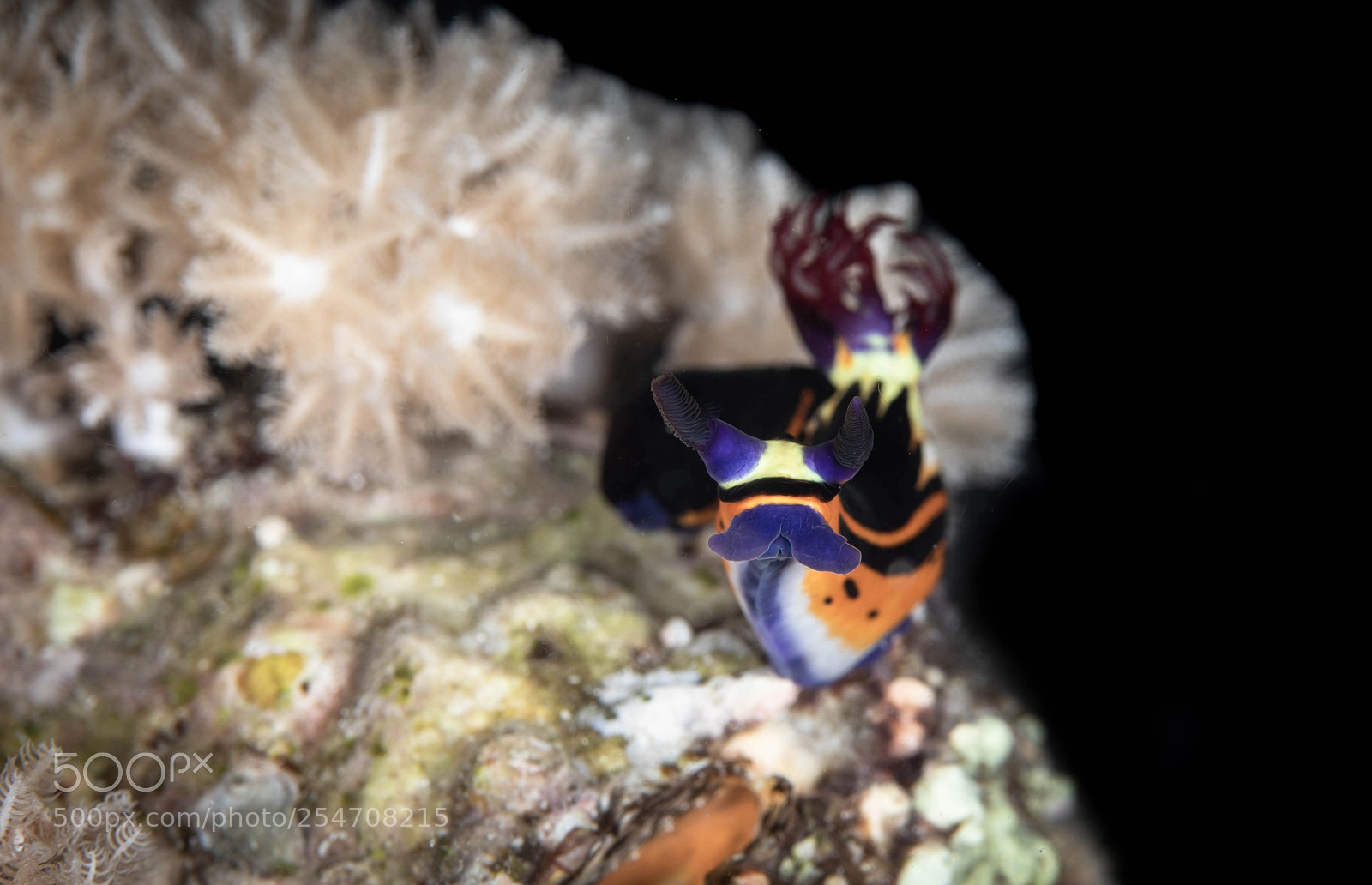 Canon EOS 5D Mark IV sample photo. Nembrotha megalocera photography