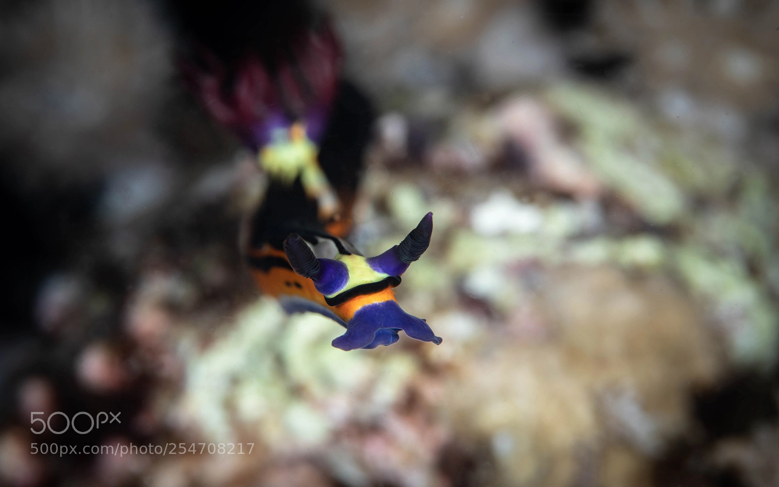 Canon EOS 5D Mark IV sample photo. Nembrotha megalocera photography