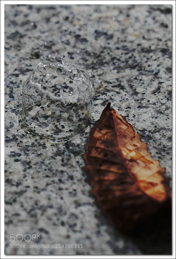 Canon EOS 60D sample photo. 낙엽 photography