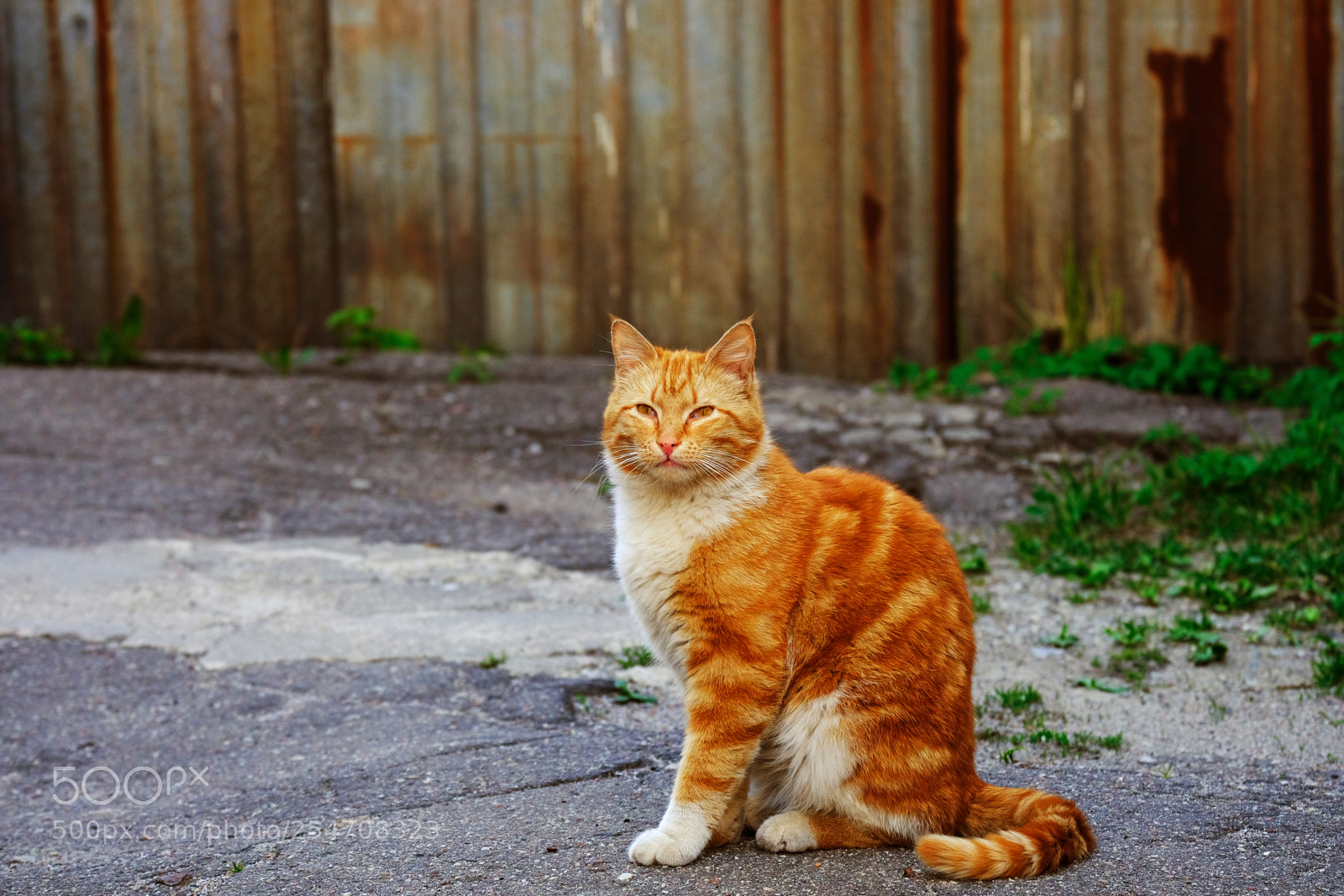 Fujifilm X-T20 sample photo. Red cat in front photography