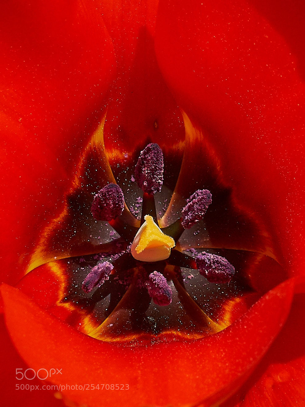 Sony ILCA-77M2 sample photo. Tulpe photography