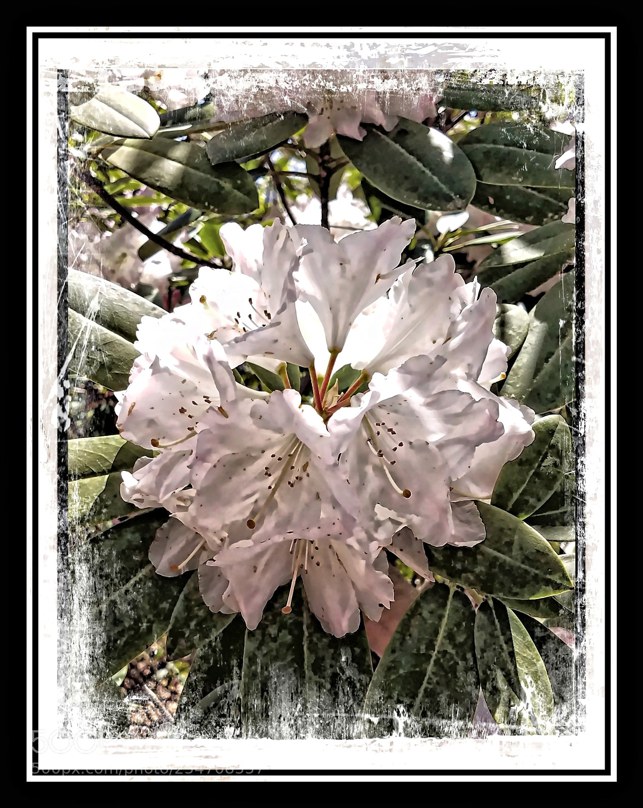 Samsung Galaxy S7 sample photo. Rosebay rhododendron photography
