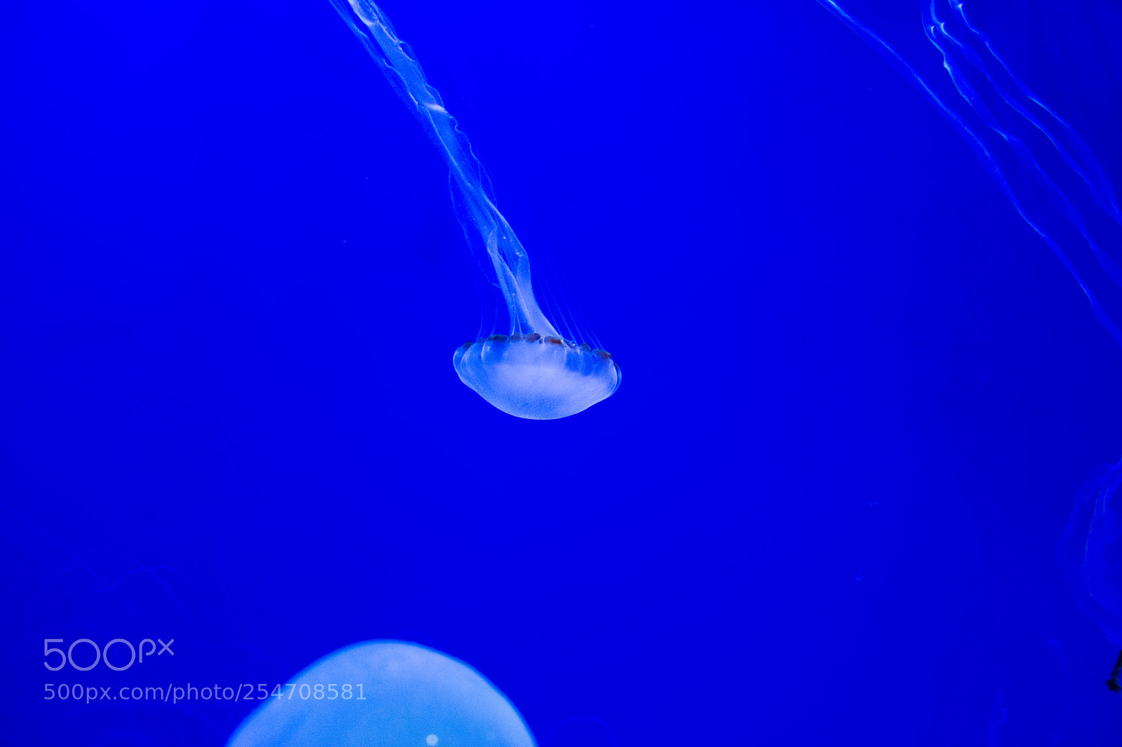 Nikon D7200 sample photo. Jellyfish photography