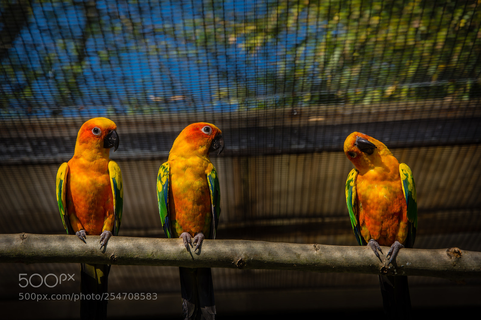 Nikon D7200 sample photo. Parrots photography