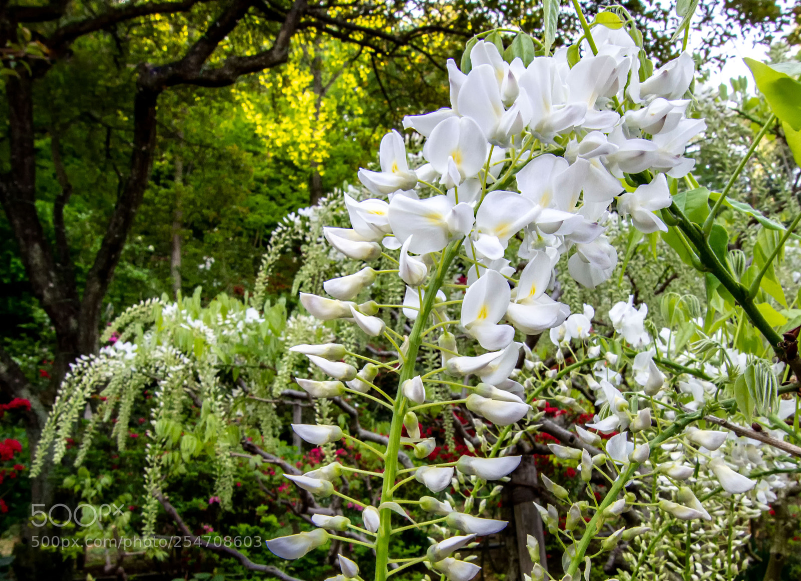 Nikon D7200 sample photo. Fragrance of wisteria photography