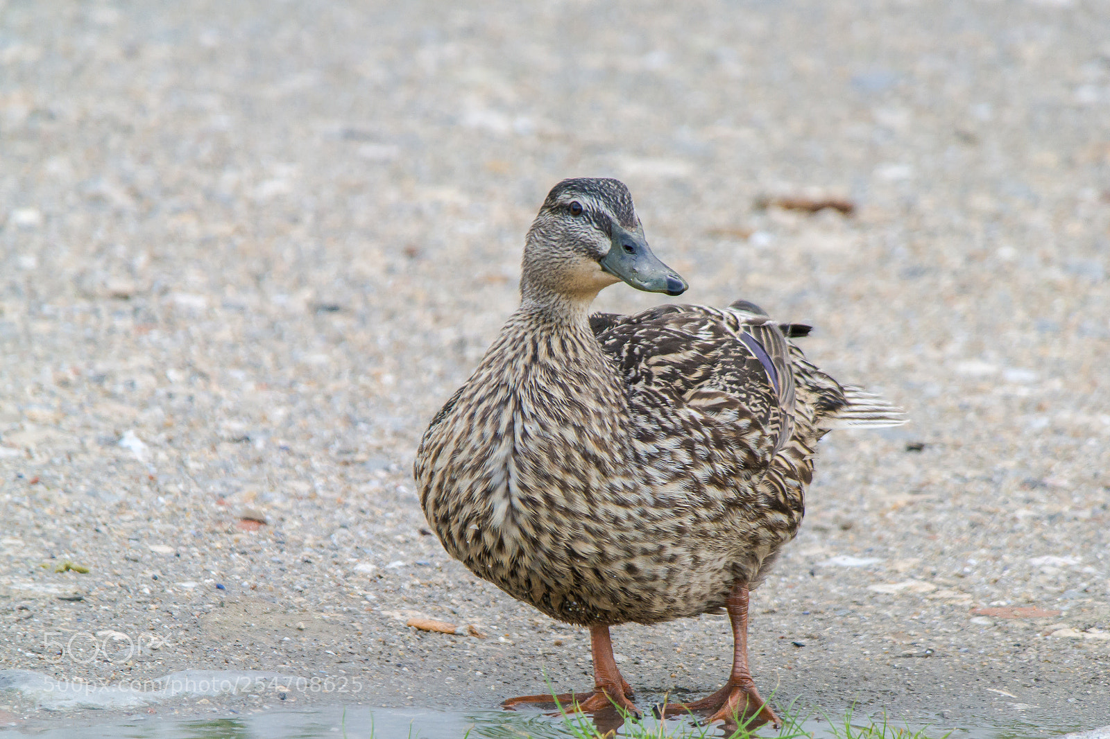 Samsung NX300 sample photo. Pata photography