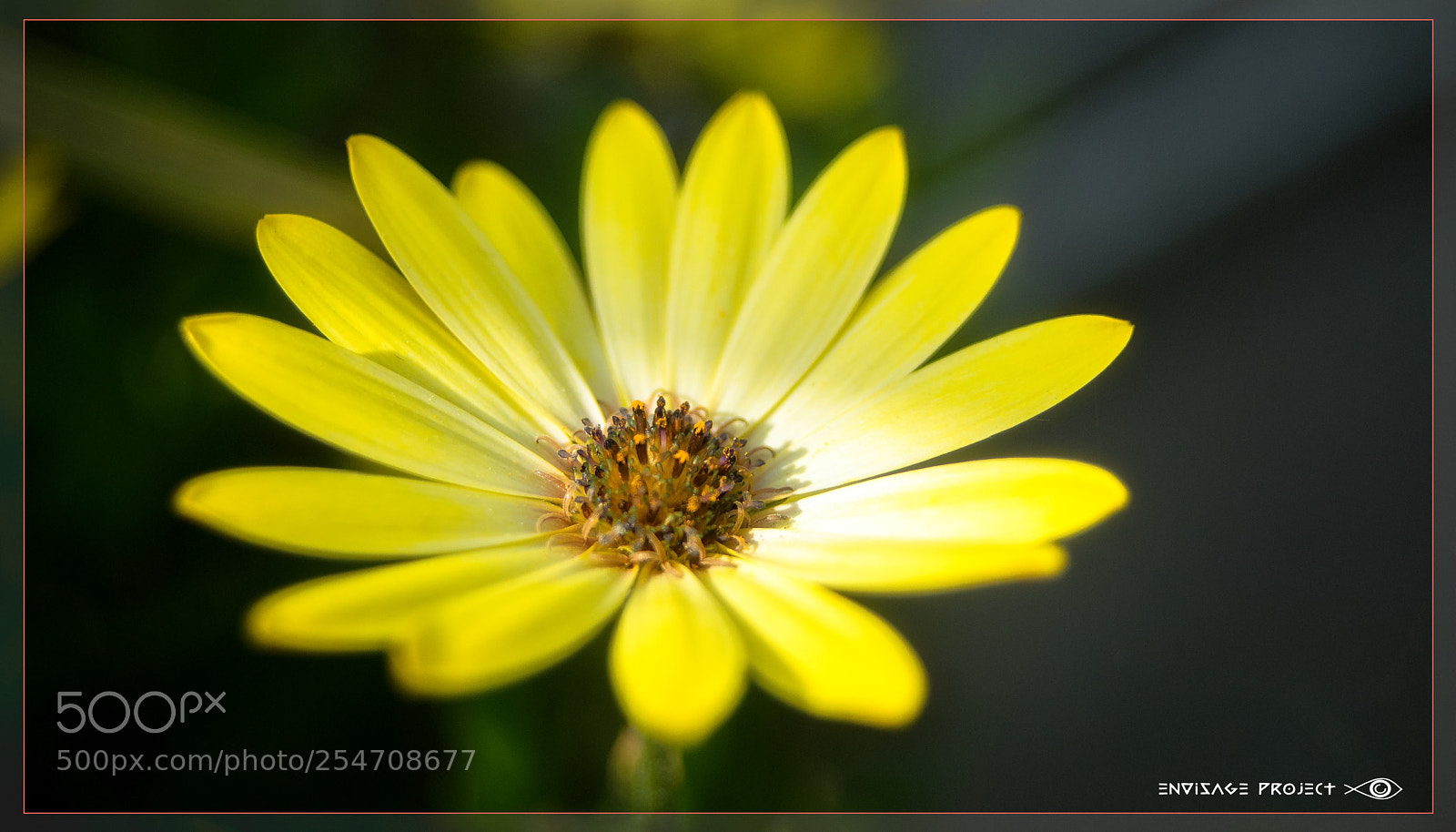 Sony a7R sample photo. Call me mellow yellow photography