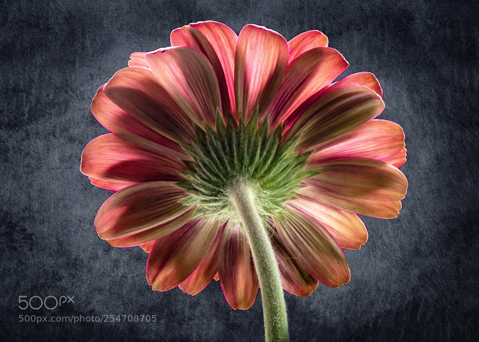 Nikon D7200 sample photo. Red stripe gerbera photography