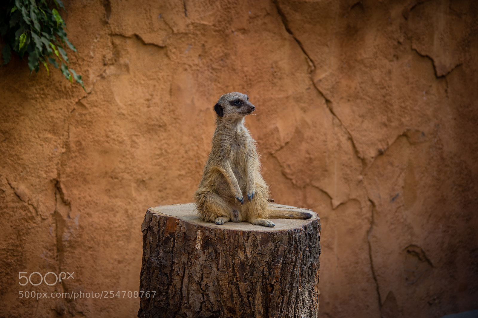 Nikon D7200 sample photo. Meerkat photography