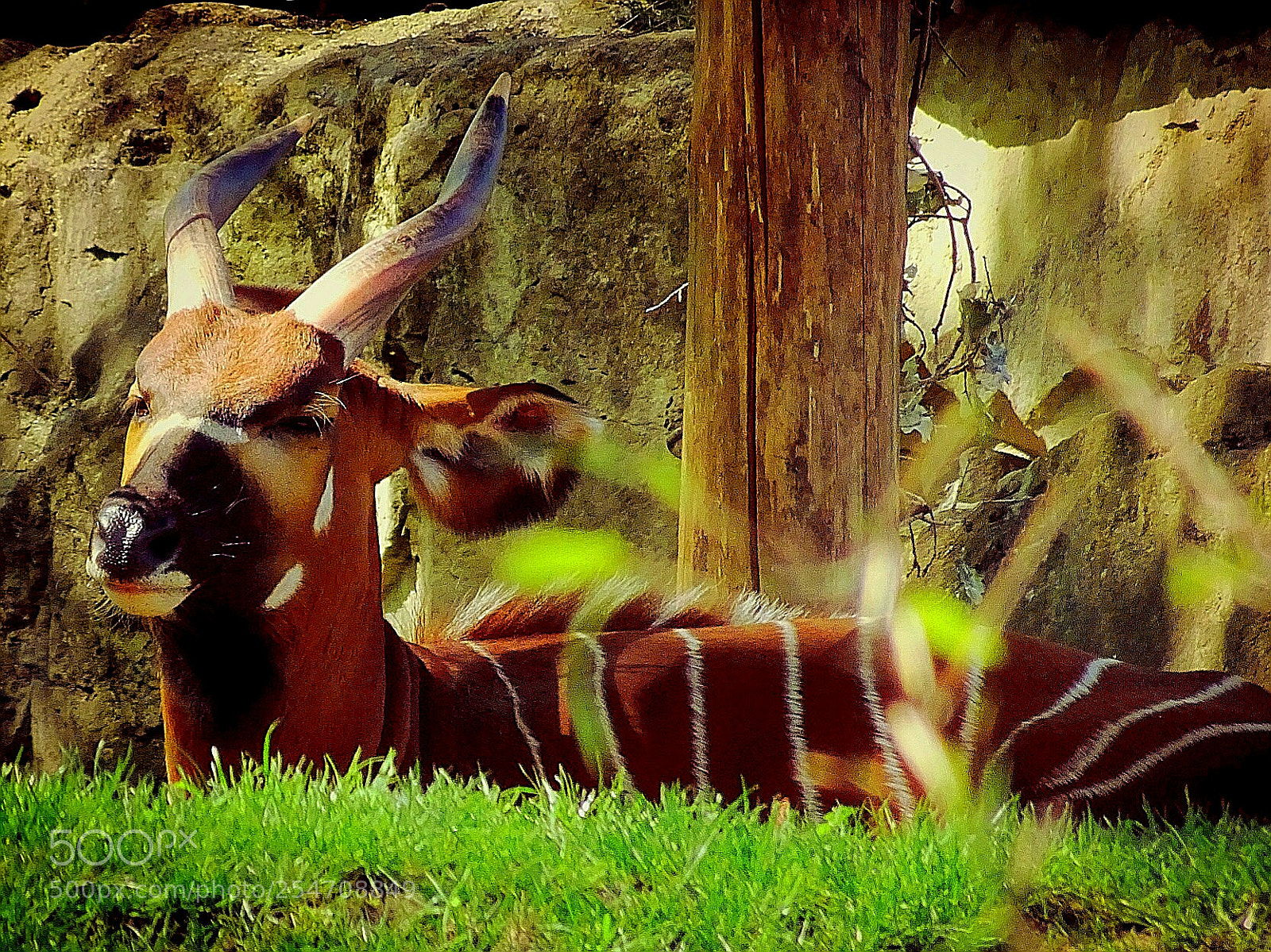 Sony DSC-HX90 sample photo. Zoo prague photography