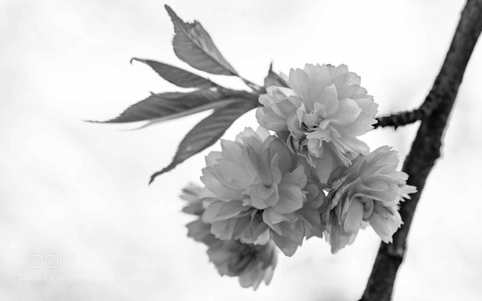 Nikon D5300 sample photo. 'kikiu shidare zakura' photography