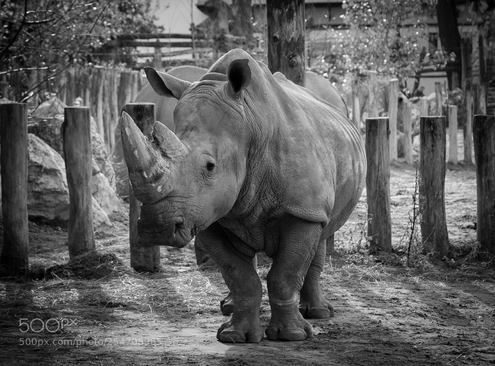 Nikon D5300 sample photo. White rhinoceros (ceratotherium simum) photography