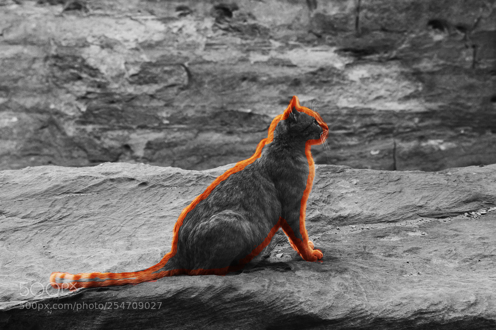 Canon EOS 600D (Rebel EOS T3i / EOS Kiss X5) sample photo. A bright cat ♥ photography