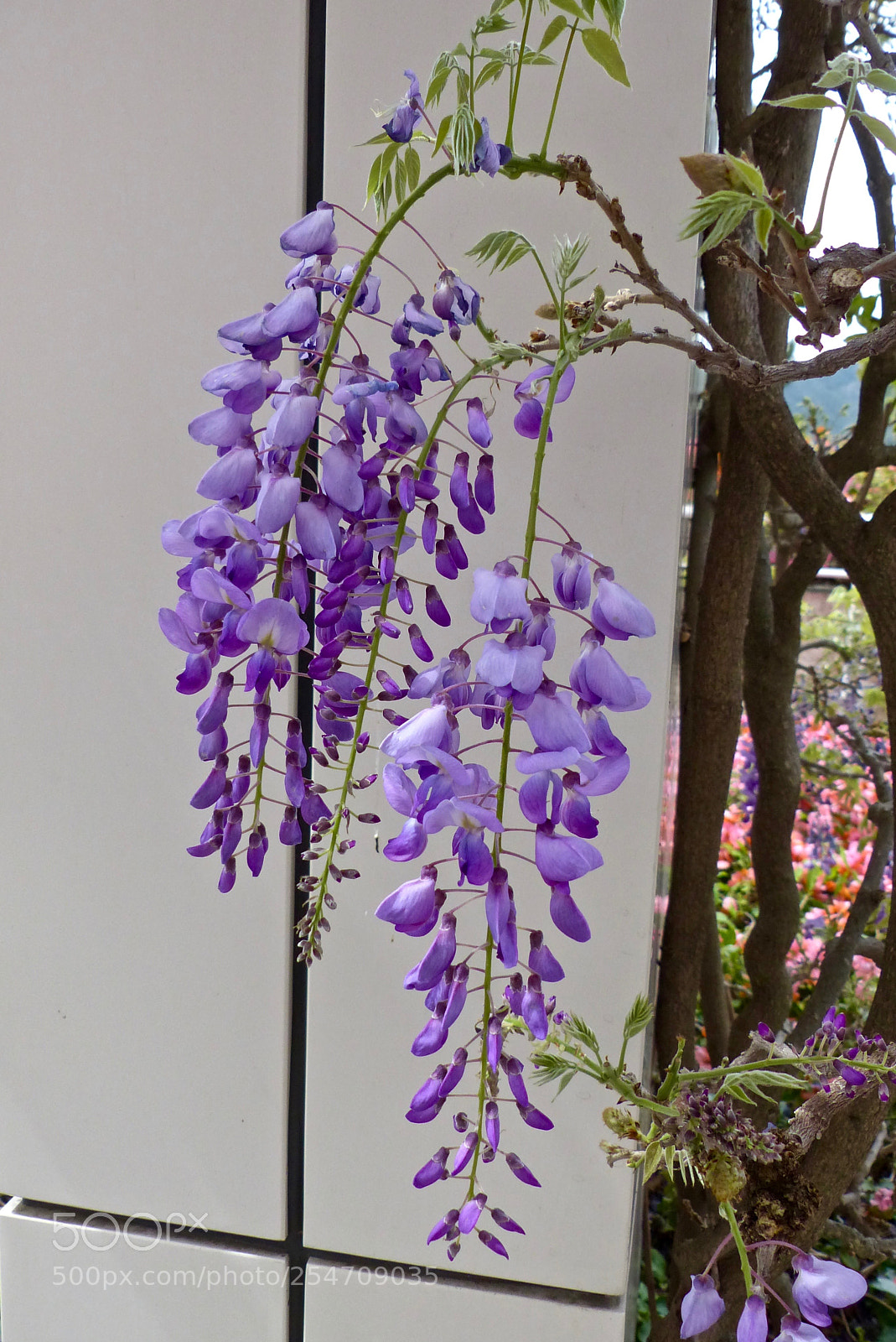 Panasonic Lumix DMC-FZ200 sample photo. Texas purple wisteria photography