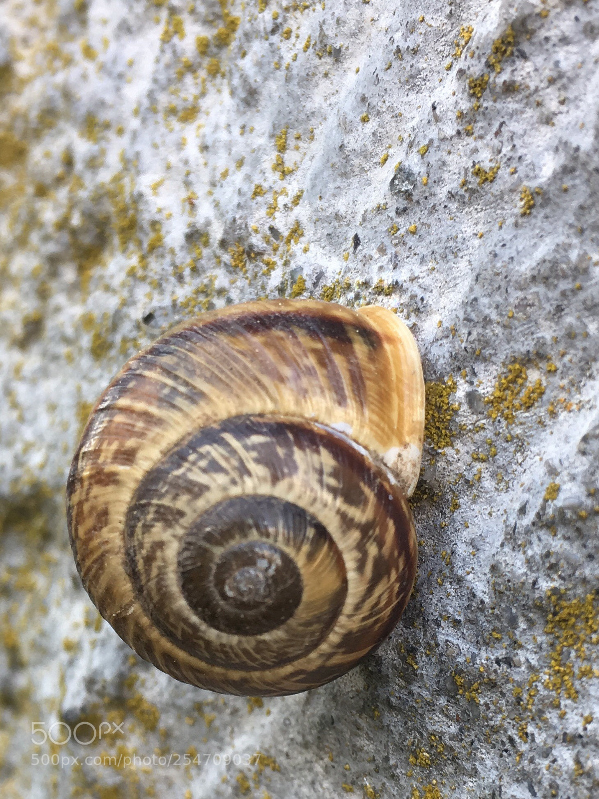 Apple iPhone SE sample photo. Snail photography