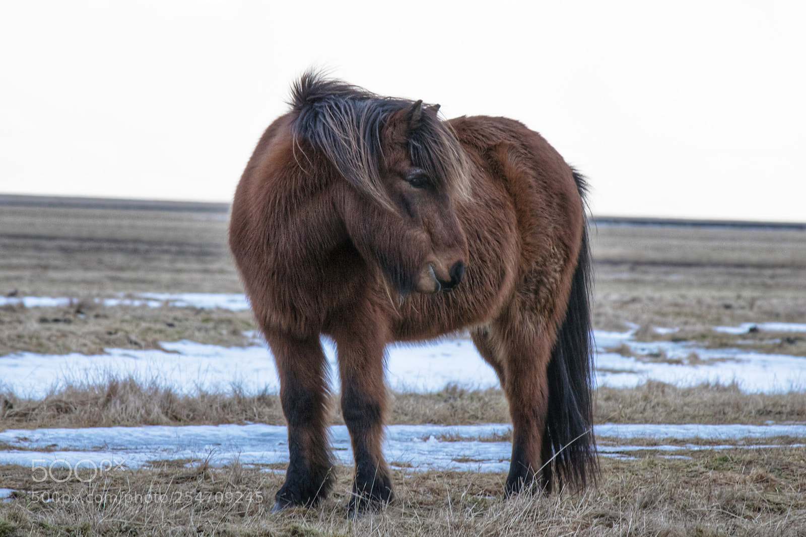 Canon EOS 760D (EOS Rebel T6s / EOS 8000D) sample photo. The horse photography