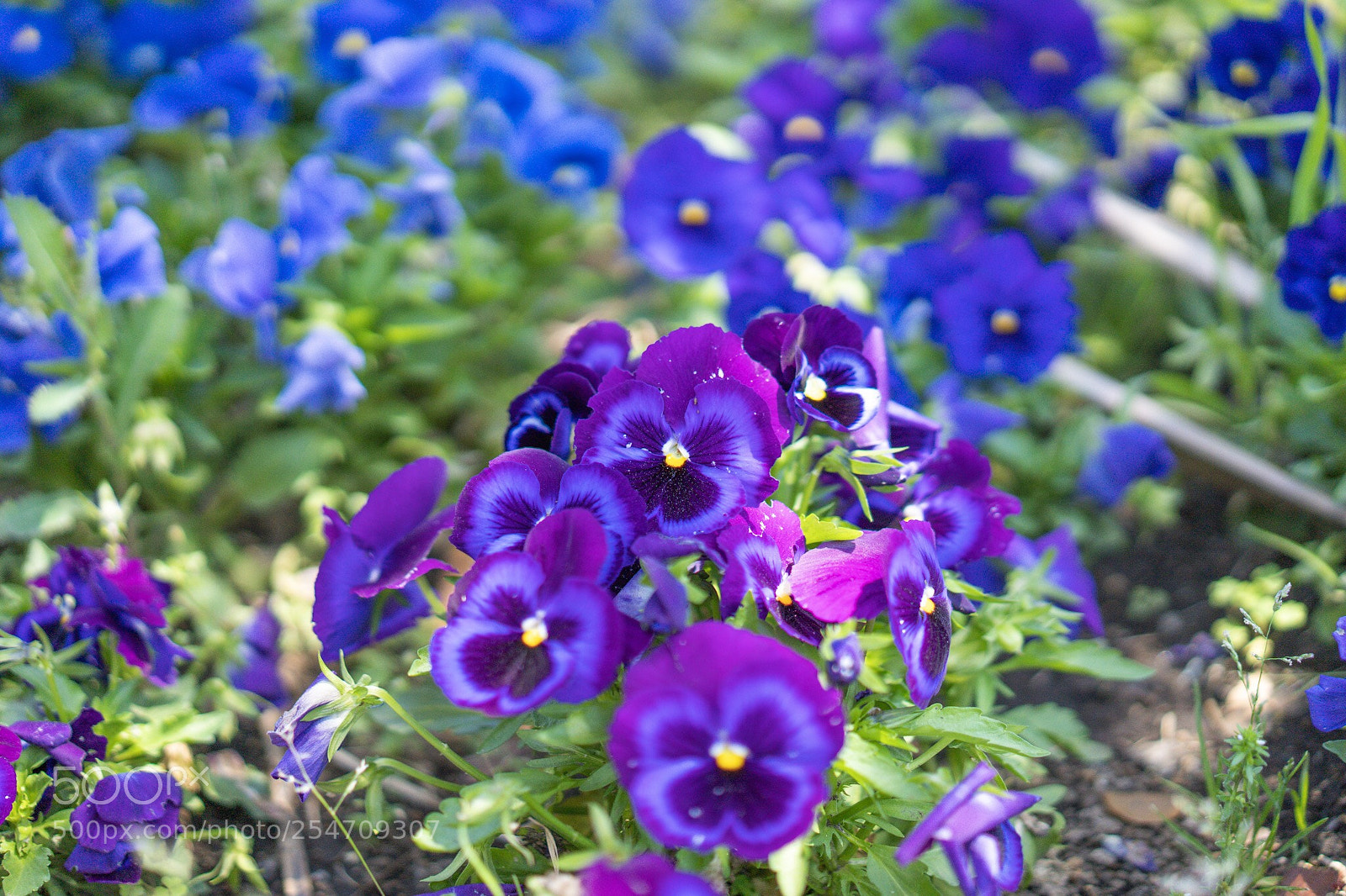 Sony a7 III sample photo. Violet pansies in seaside photography