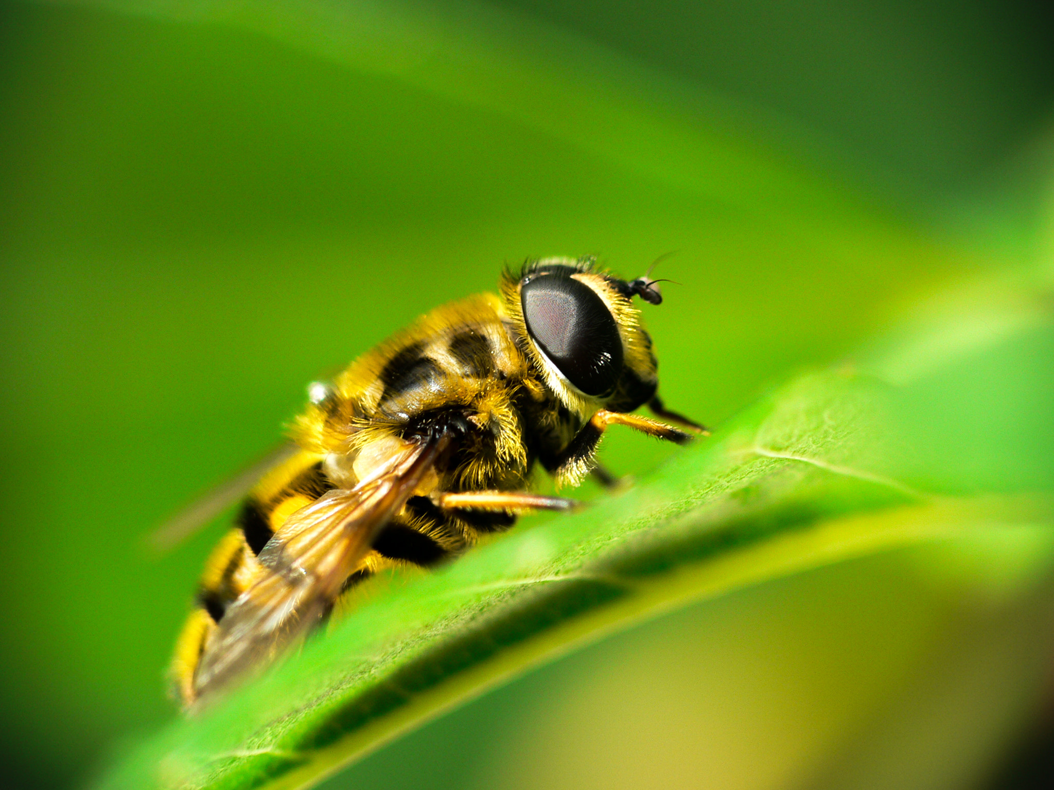 Panasonic DMC-FZ20 sample photo. Wasp photography