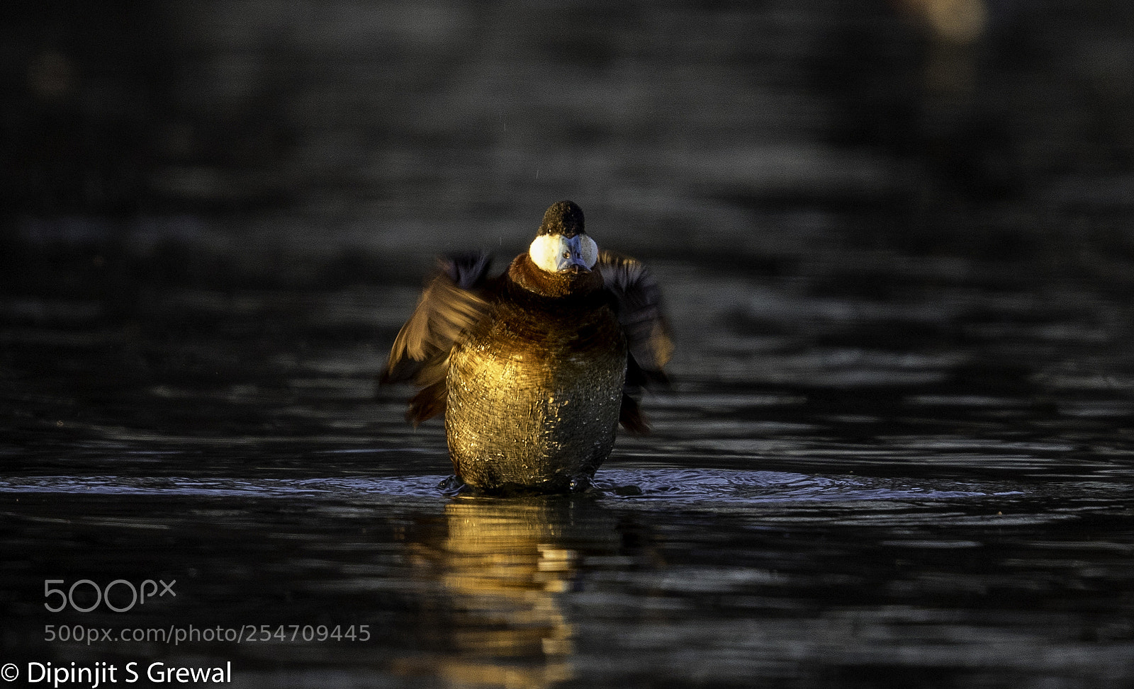 Canon EOS 5D Mark IV sample photo. Ruddy duck photography