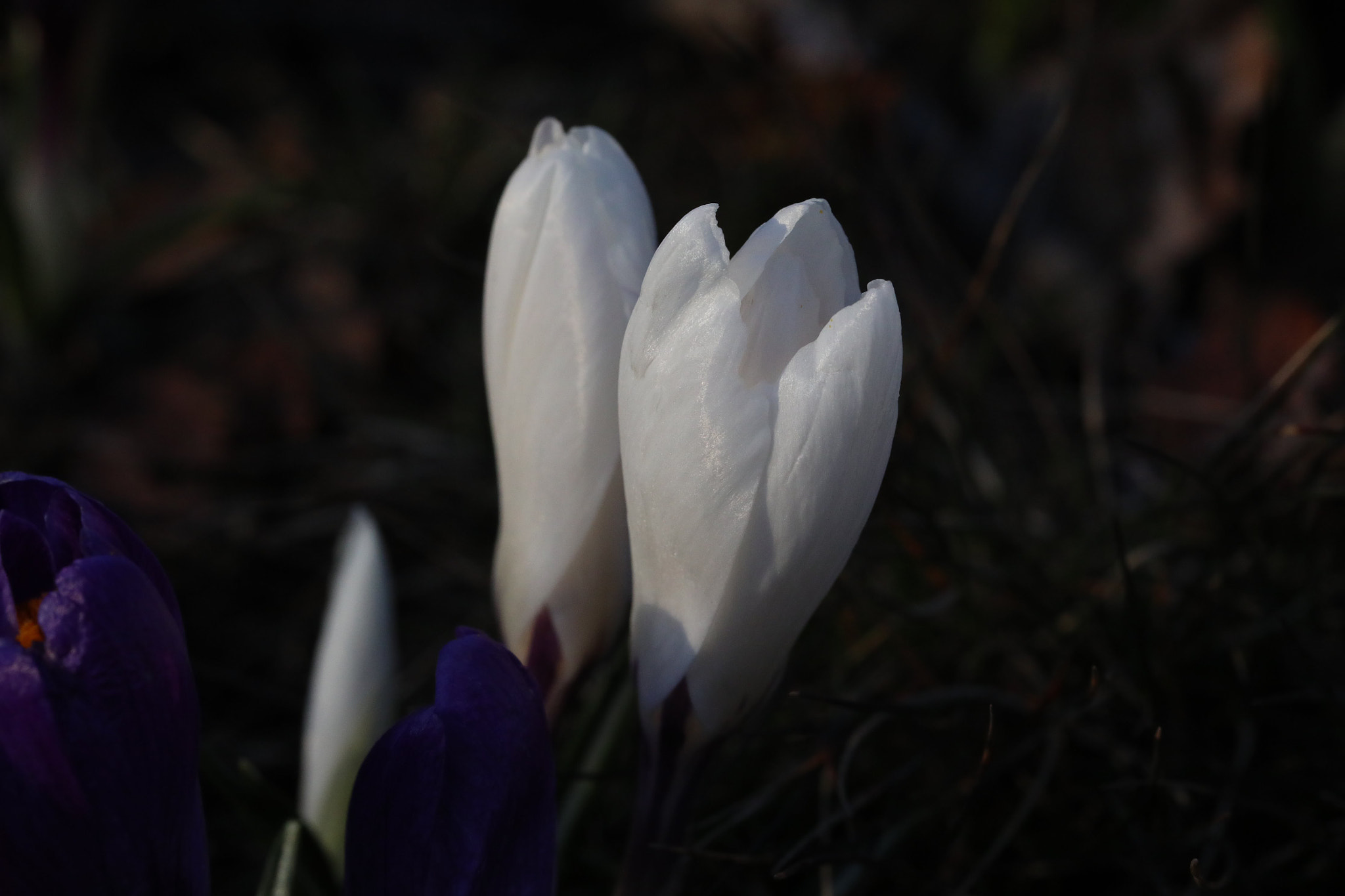 Canon EF 100mm F2.8L Macro IS USM sample photo