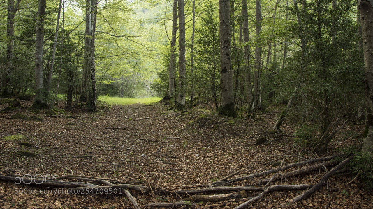 Nikon D7200 sample photo. Camino en el bosque photography