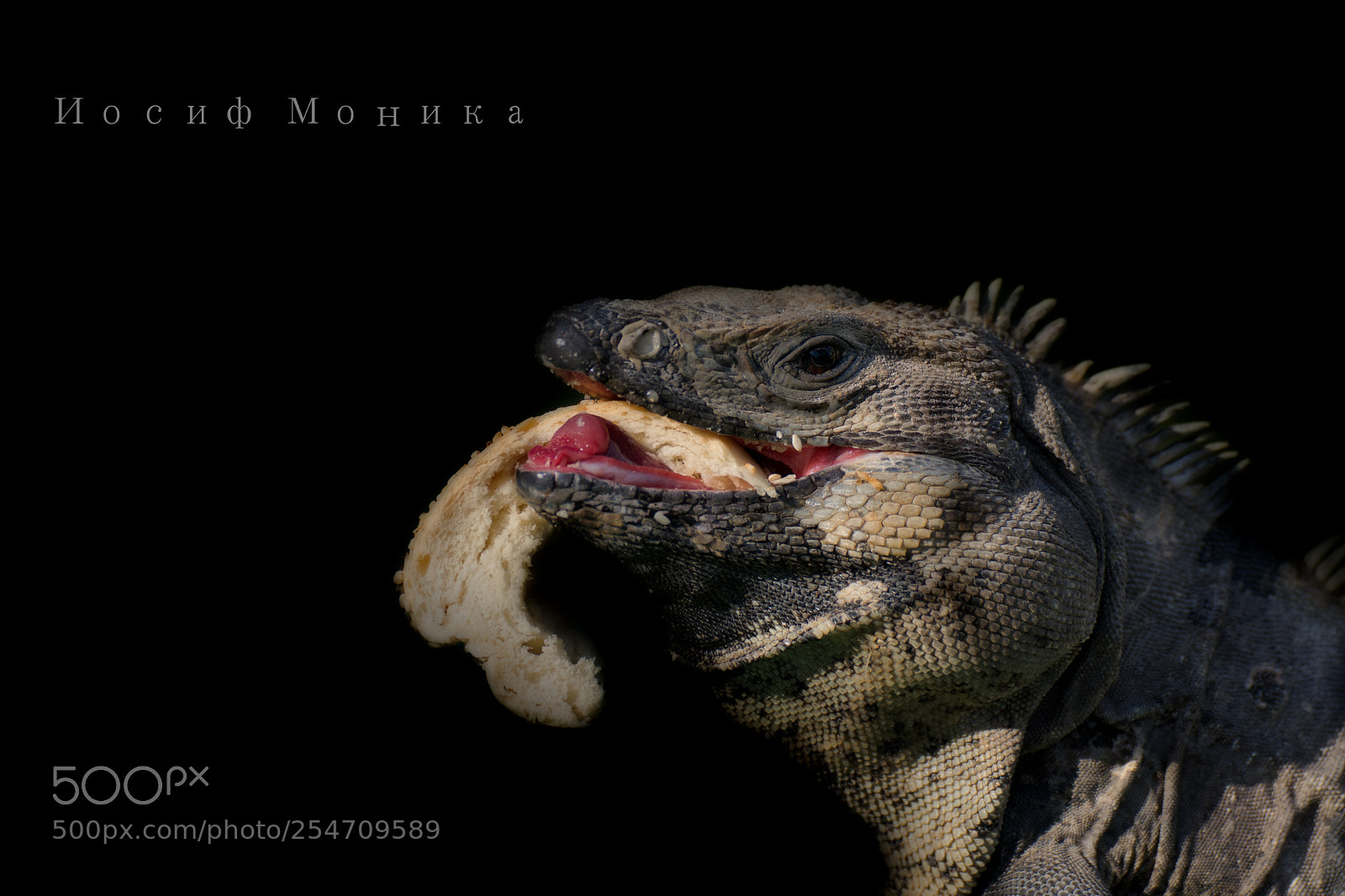 Nikon D5200 sample photo. (z ) photography