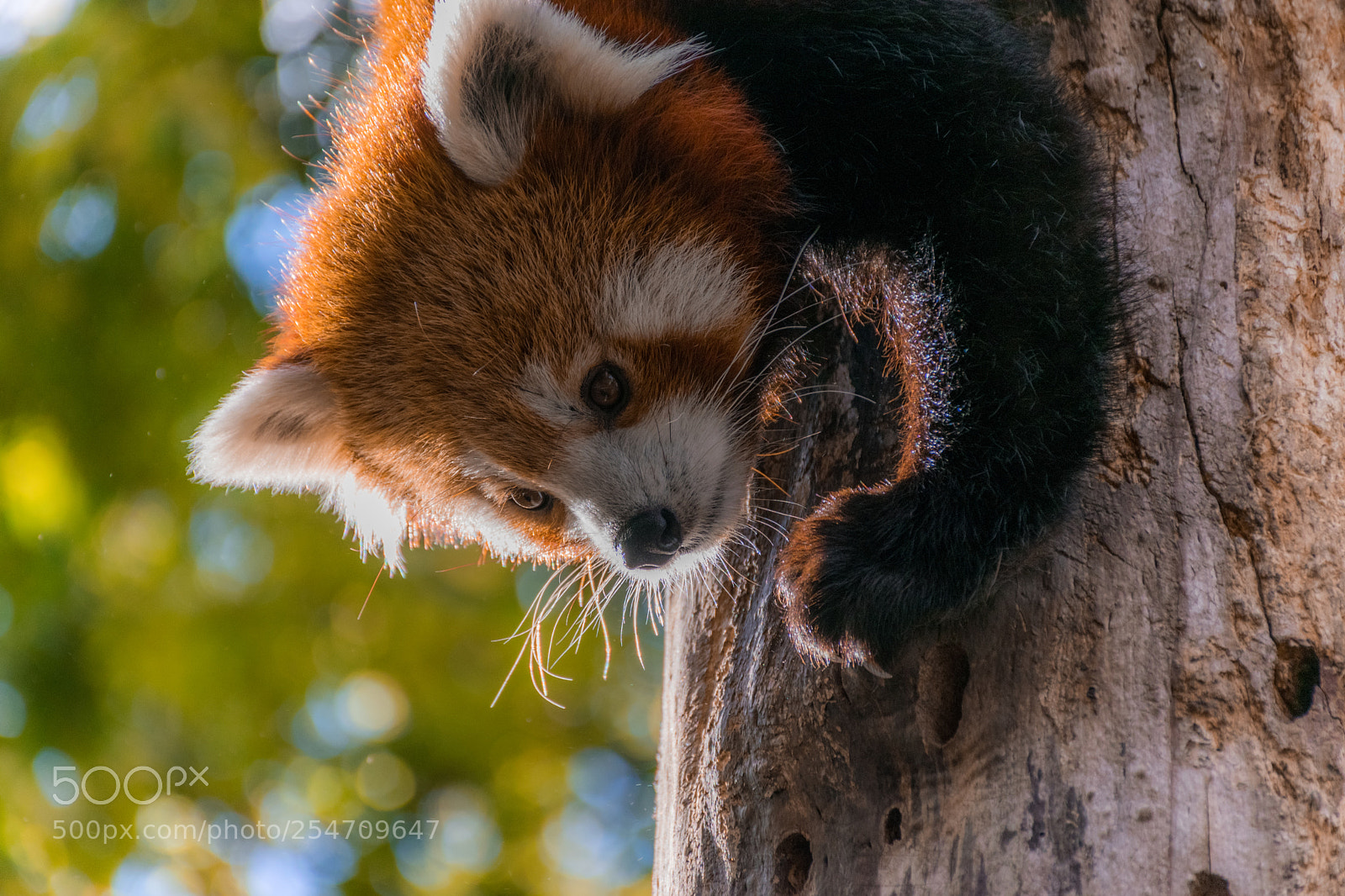 Nikon D5300 sample photo. Red panda (ailurus fulgens) photography
