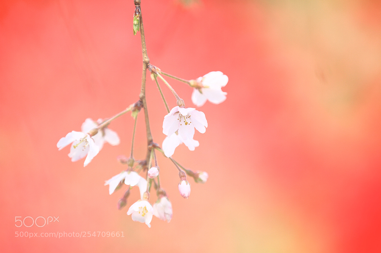 Canon EOS 7D sample photo. Won't be dyed scarlet photography