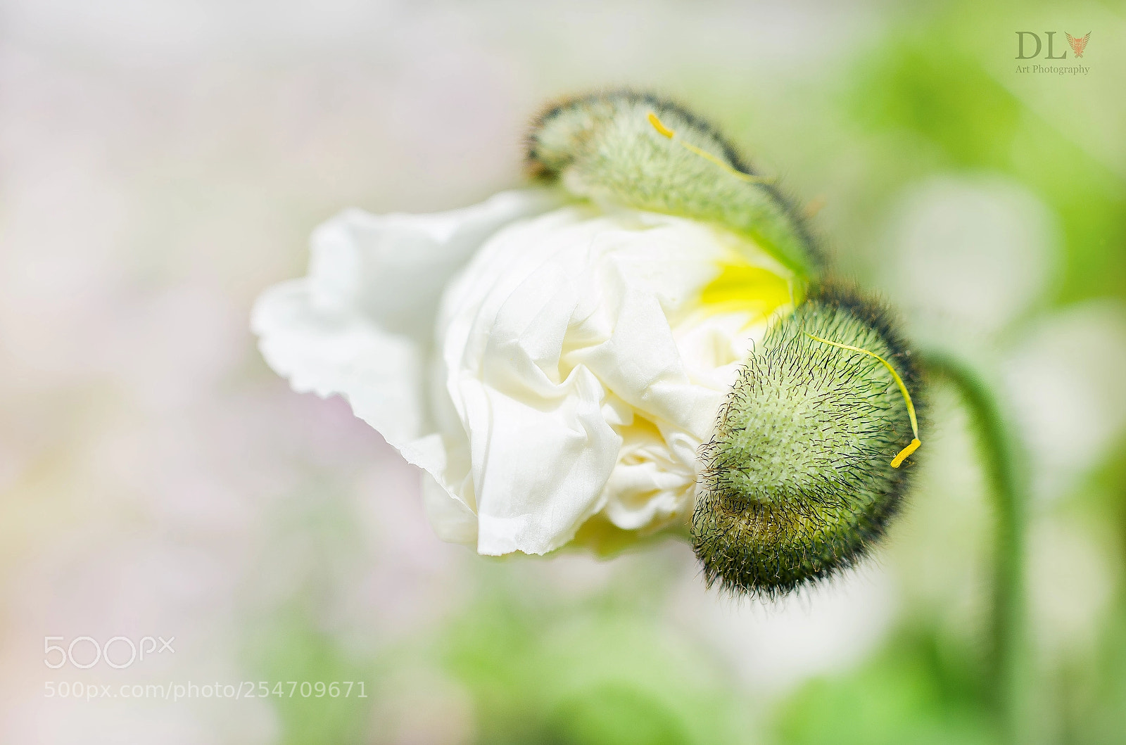 Nikon D7000 sample photo. Comme une envie de photography