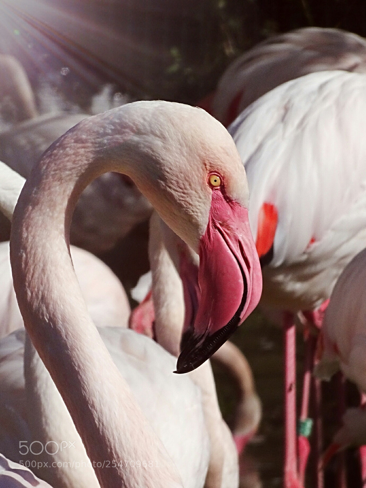 Sony DSC-HX90 sample photo. Prague zoo photography