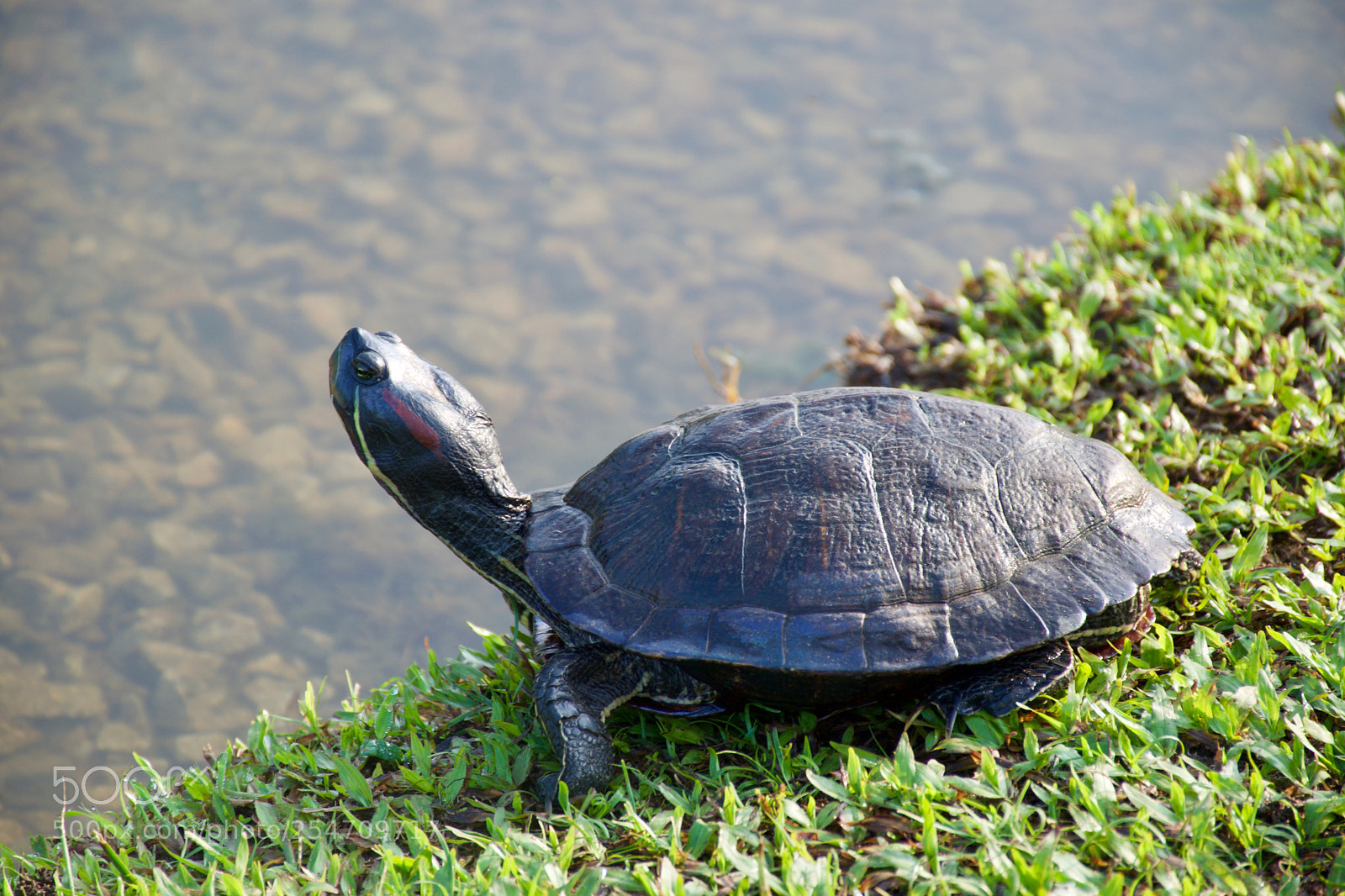 Nikon D5300 sample photo. Tortoise thinking photography
