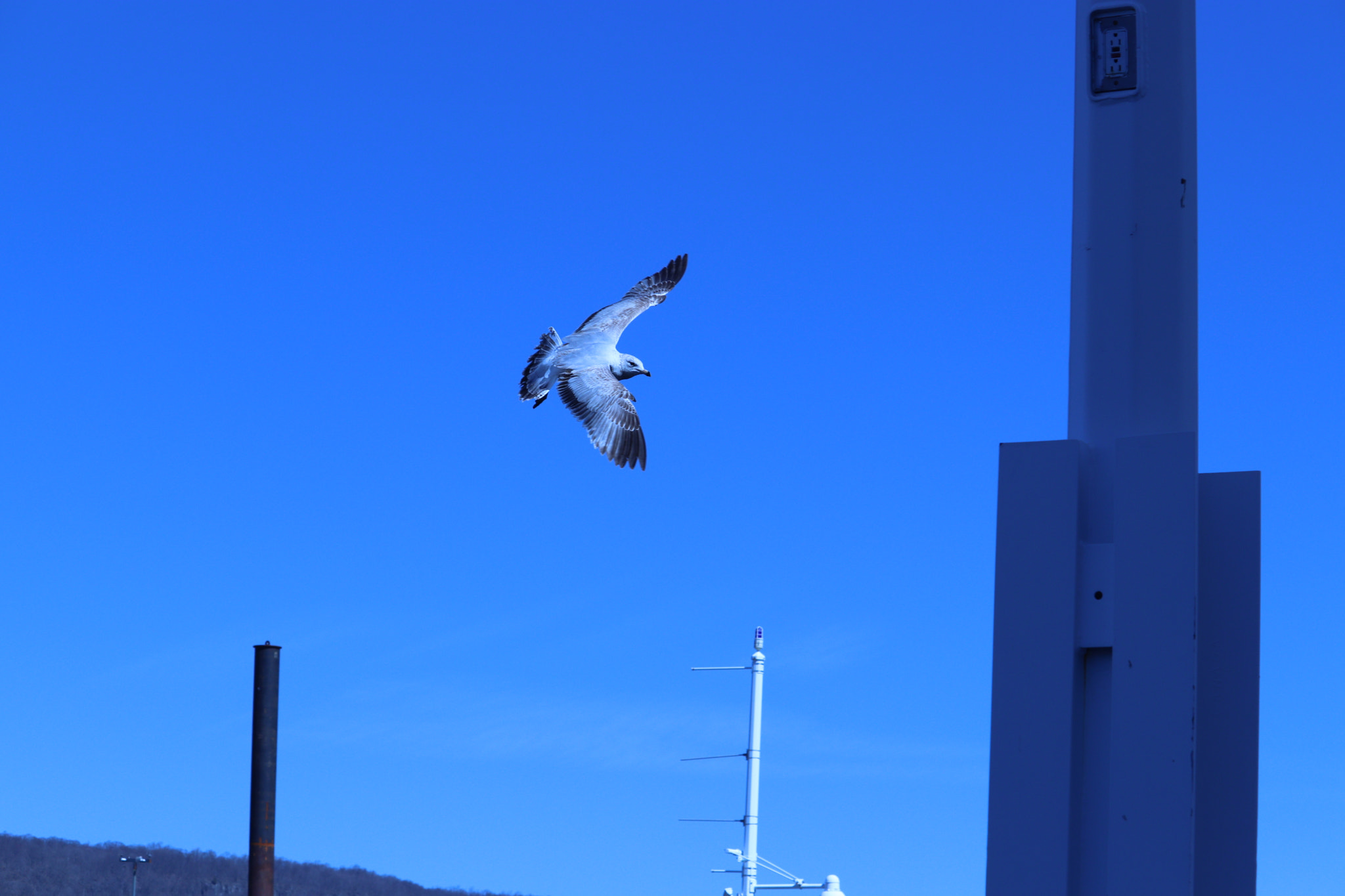 Canon EF-S 55-250mm F4-5.6 IS STM sample photo. Img photography