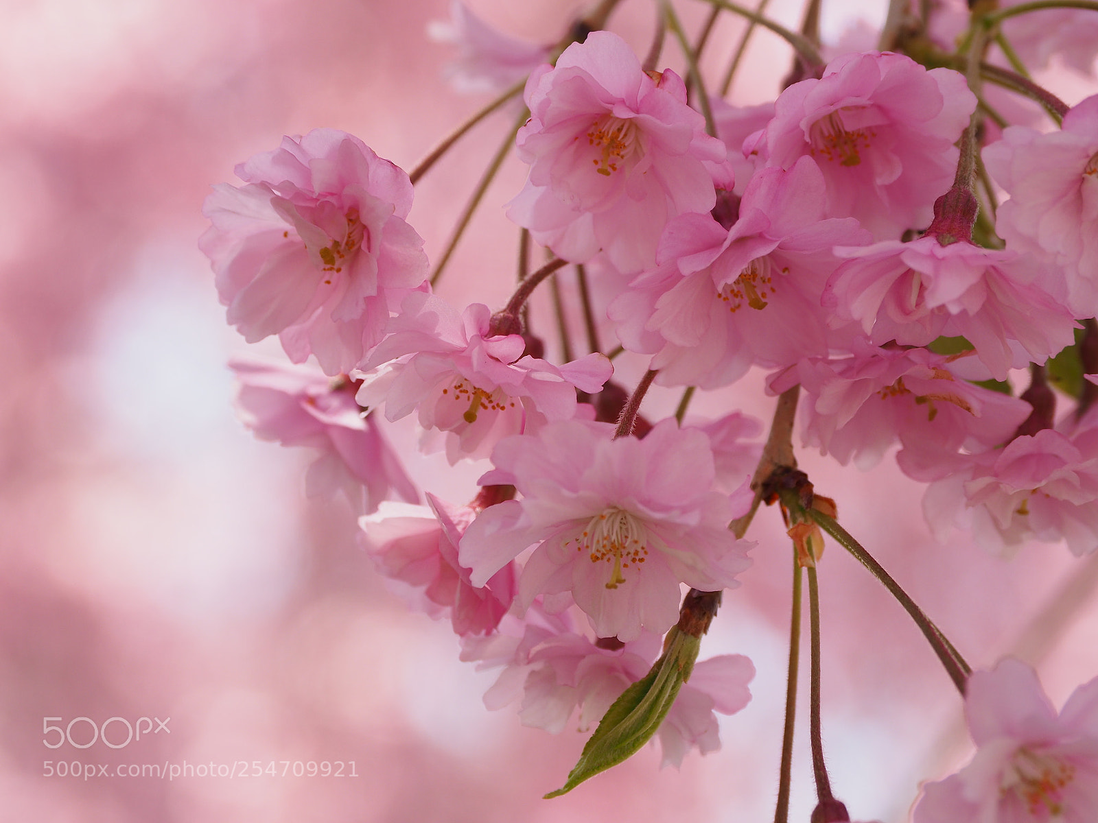 Olympus OM-D E-M10 II sample photo. Sakura photography